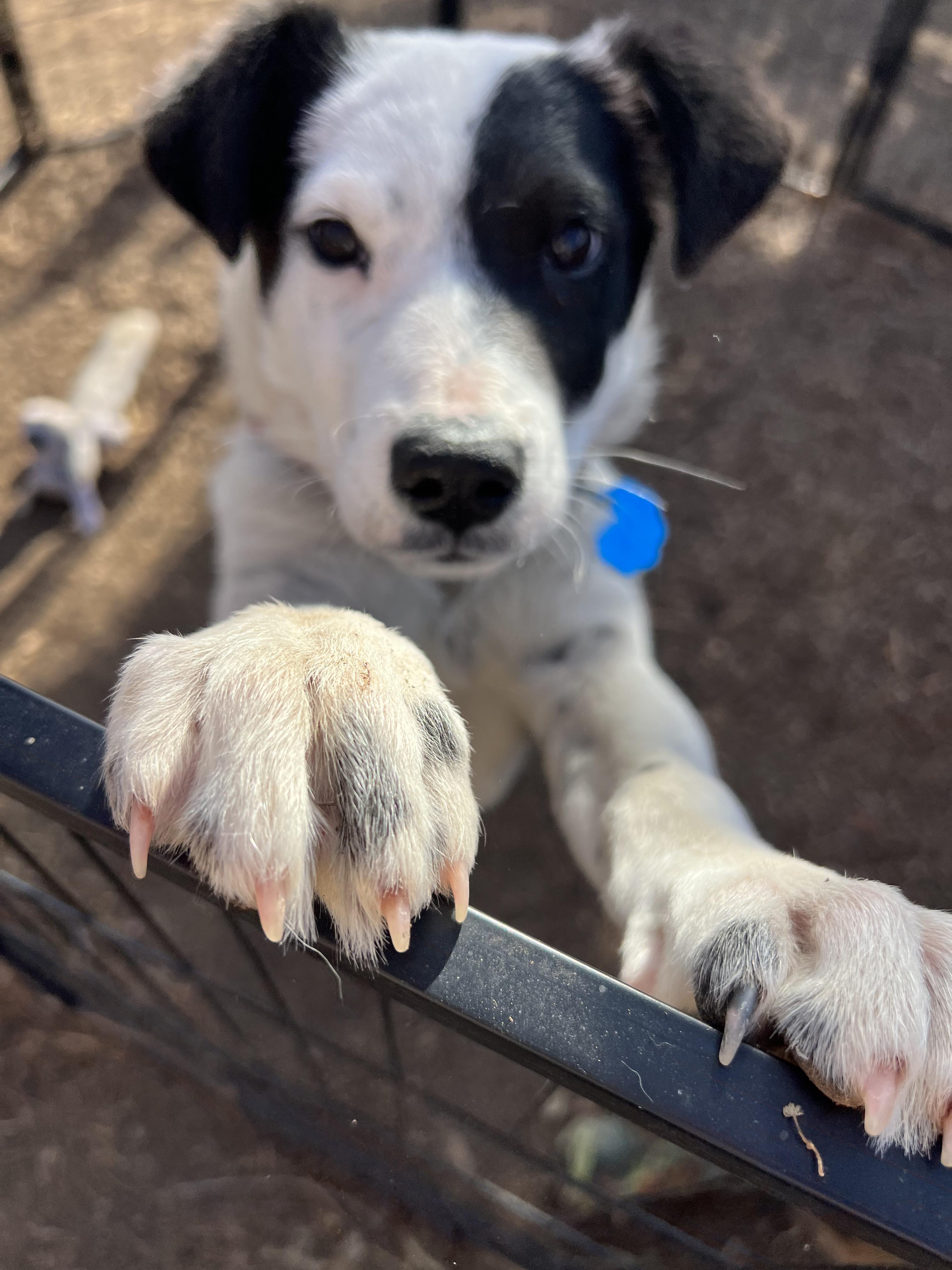 Kenny, ADOPTABLE, Puppy Male Australian Cattle Dog / Blue Heeler.