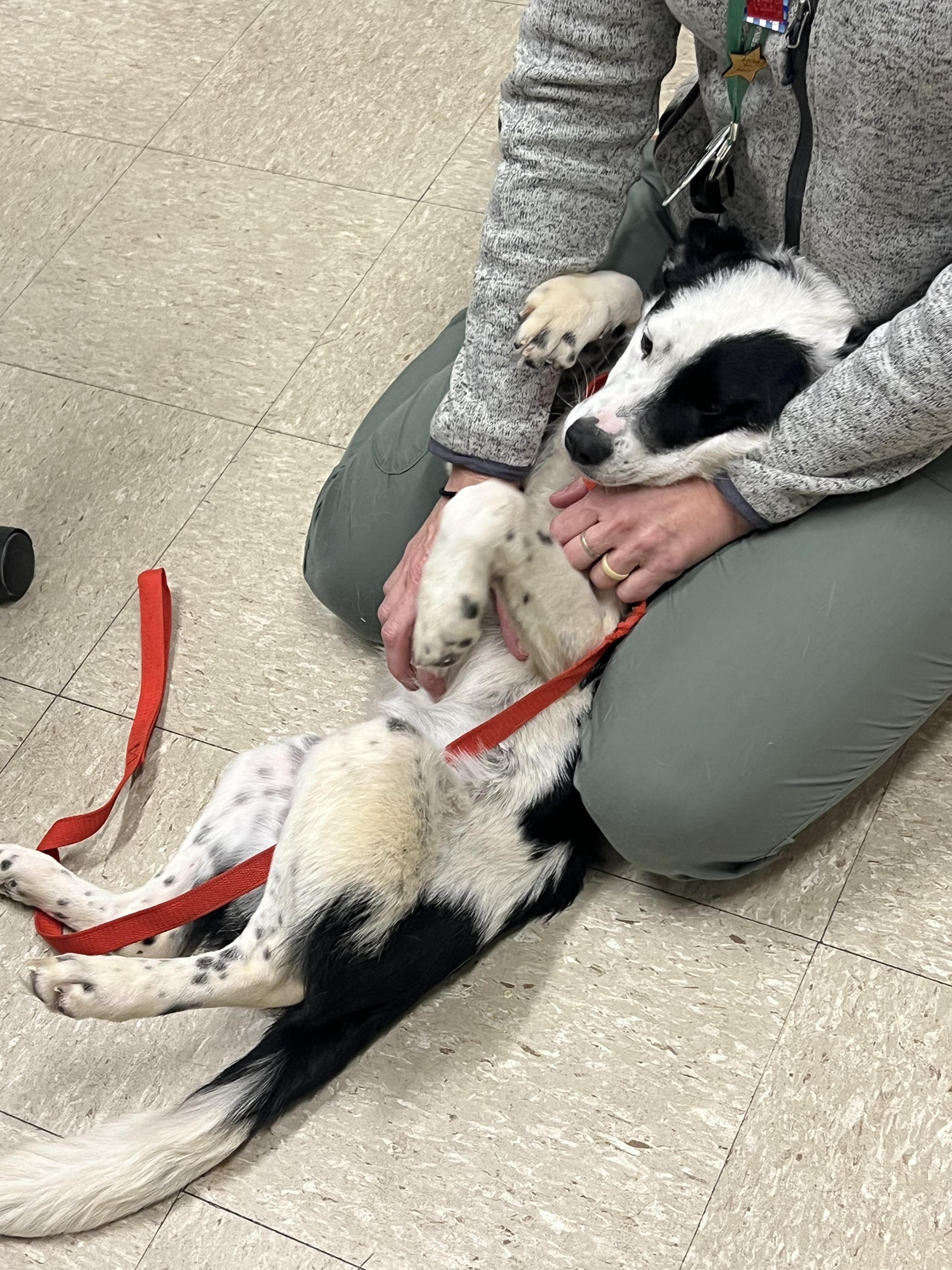 Enlarge Kenny, a ADOPTABLE mixed breed in Fort Collins, CO image 2/6