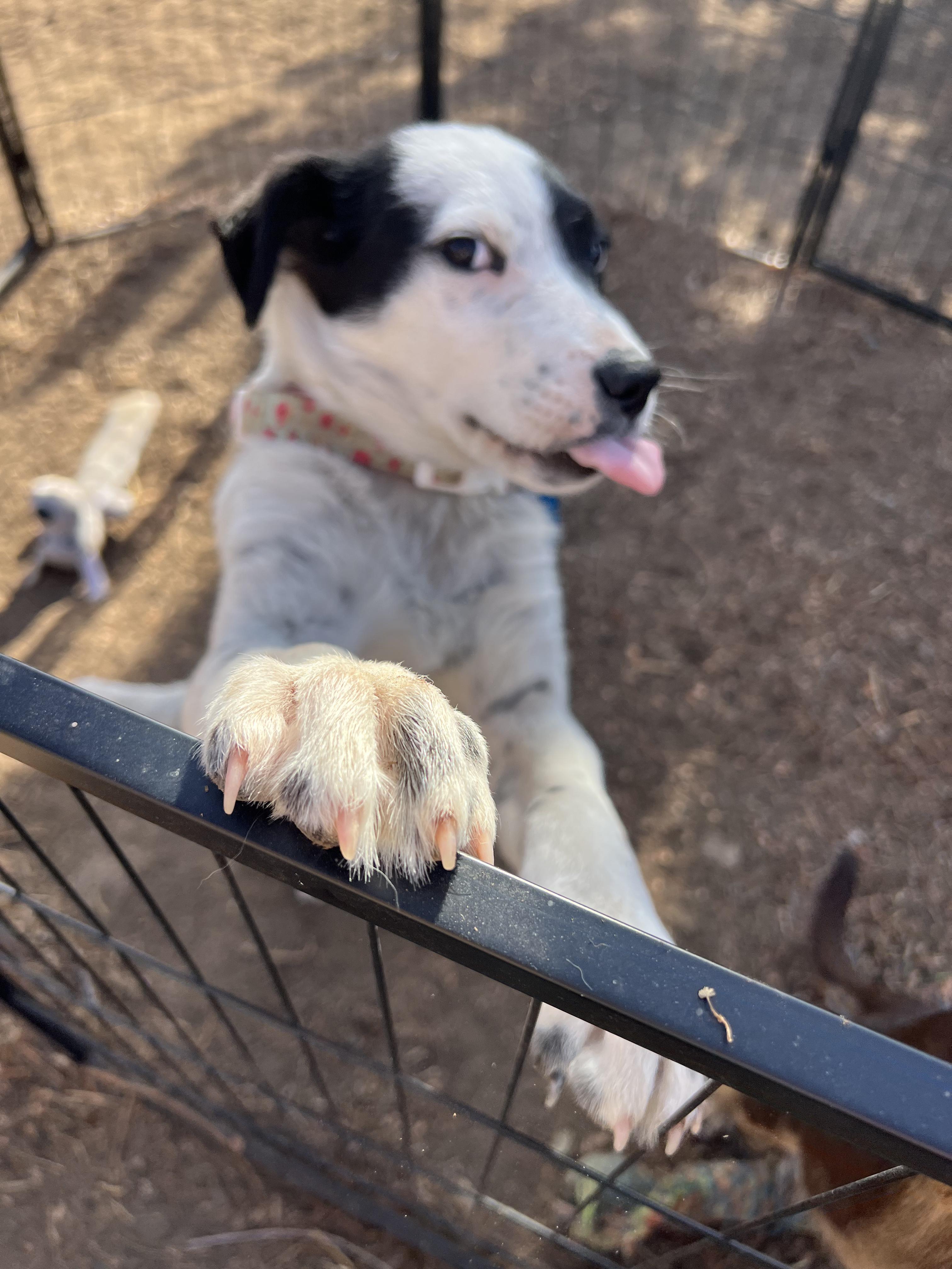 Enlarge Kenny, a ADOPTABLE mixed breed in Fort Collins, CO image 4/4