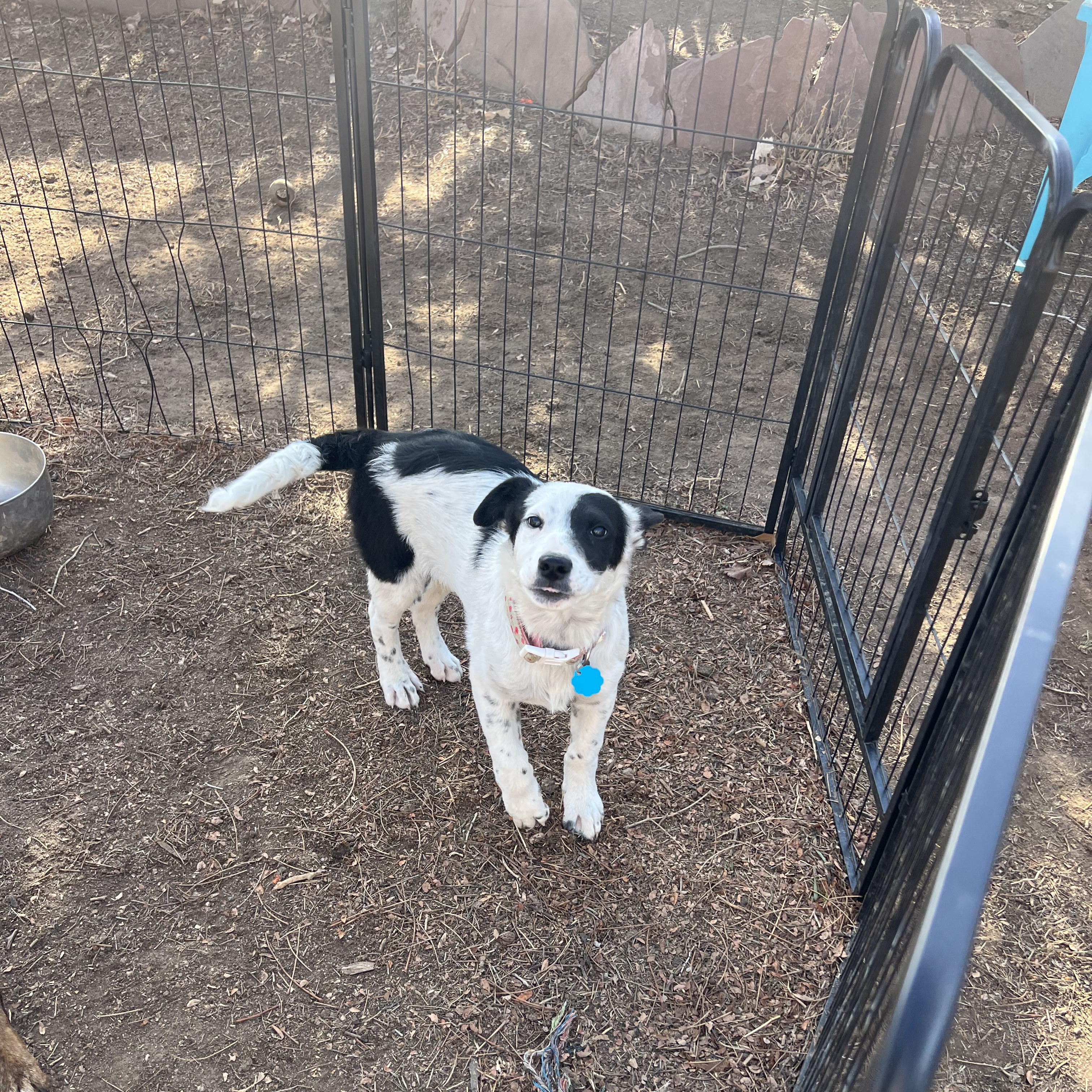 Enlarge Kenny, a ADOPTABLE mixed breed in Fort Collins, CO image 1/6