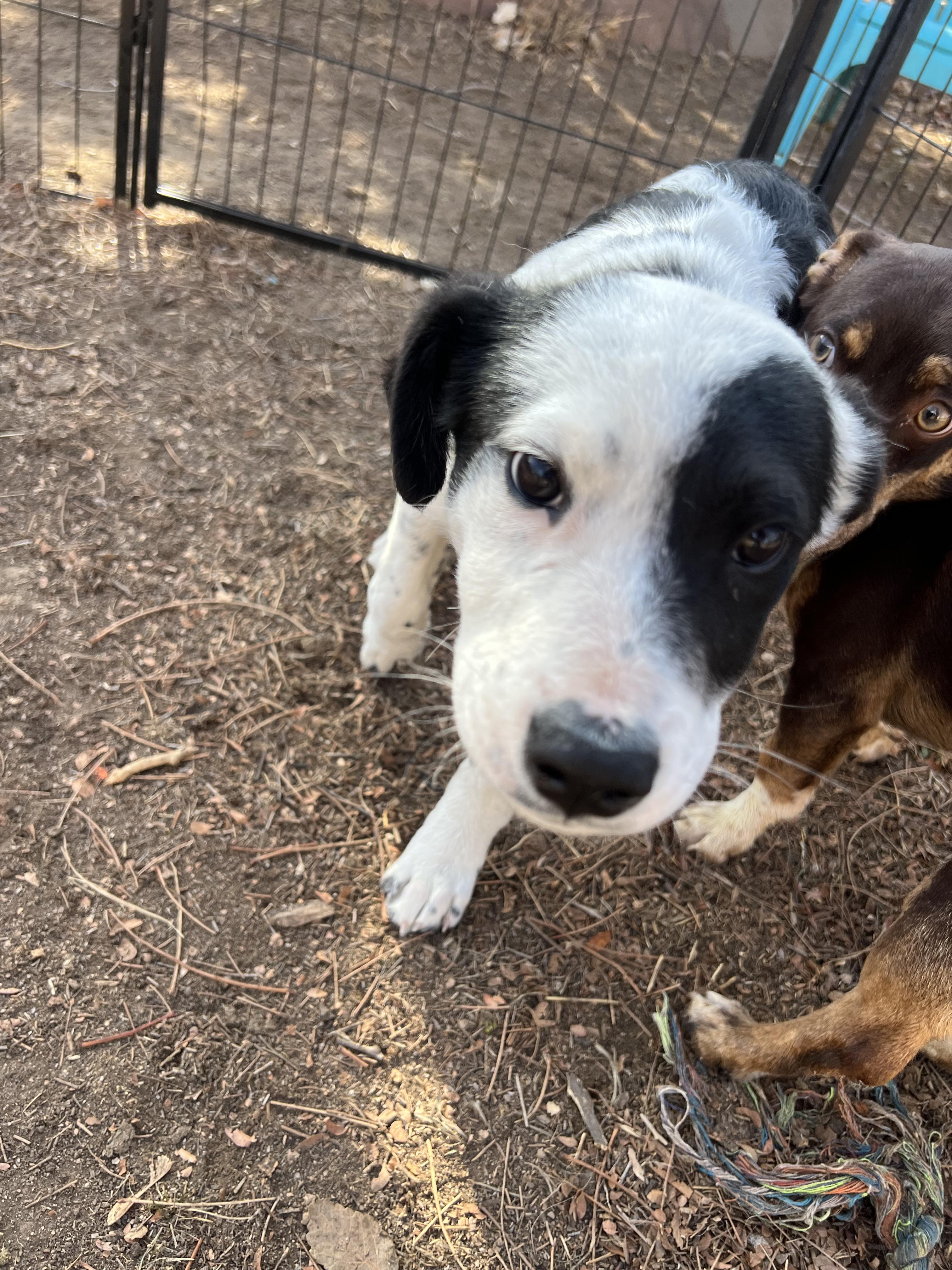 Enlarge Kenny, a ADOPTABLE mixed breed in Fort Collins, CO image 3/4