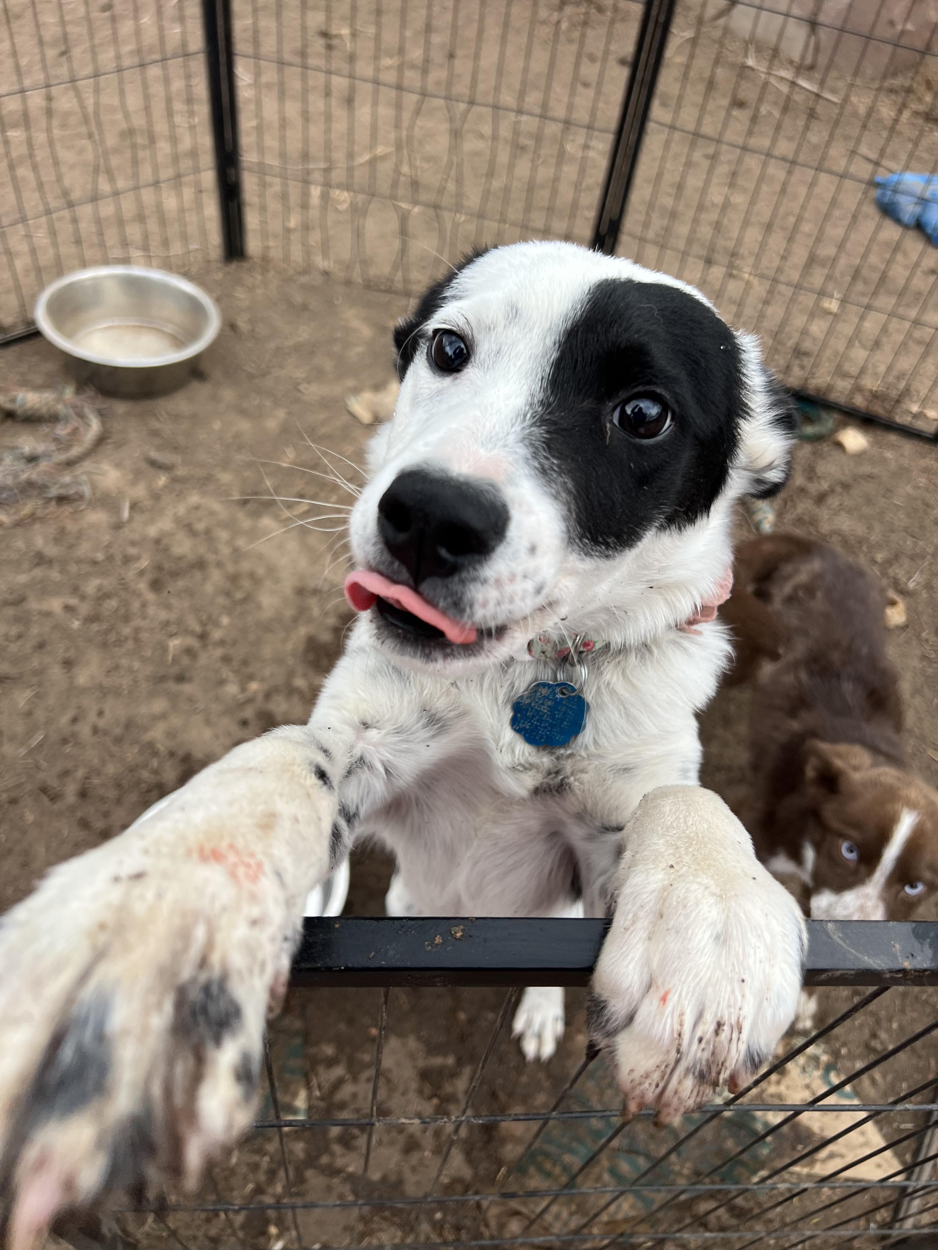 Enlarge Kenny, a ADOPTABLE mixed breed in Fort Collins, CO image 6/6