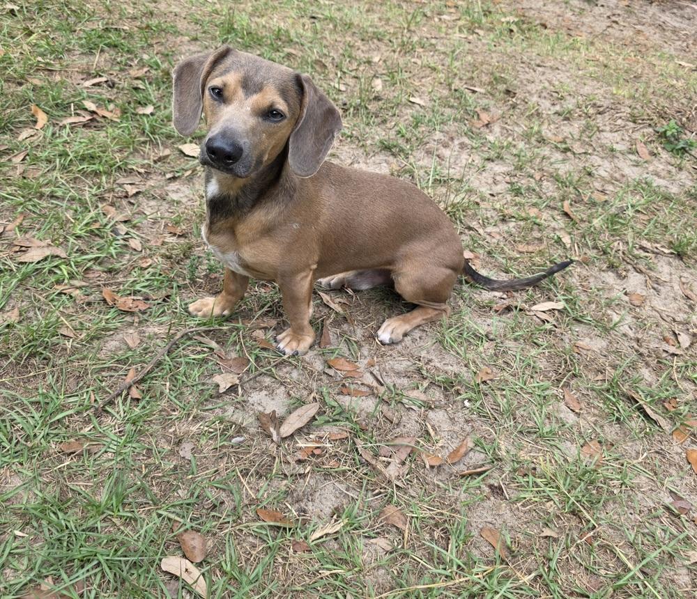Jasper, Adoptable, Young Male Dachshund.