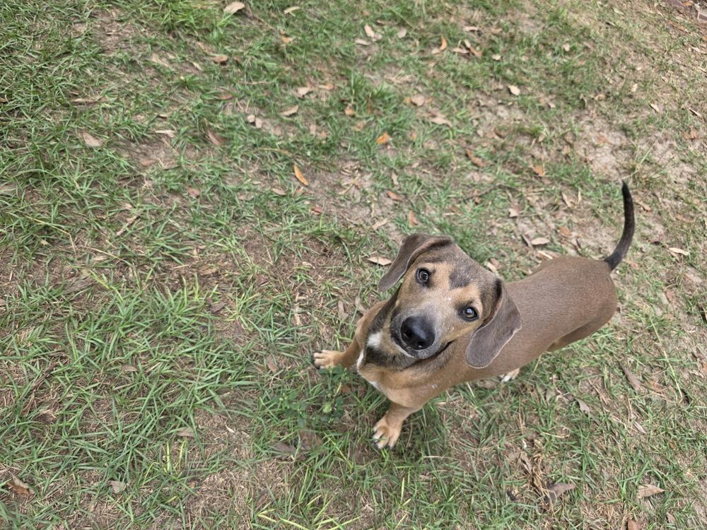 Enlarge Jasper, a Adoptable mixed breed in Bonifay, FL image 2/2