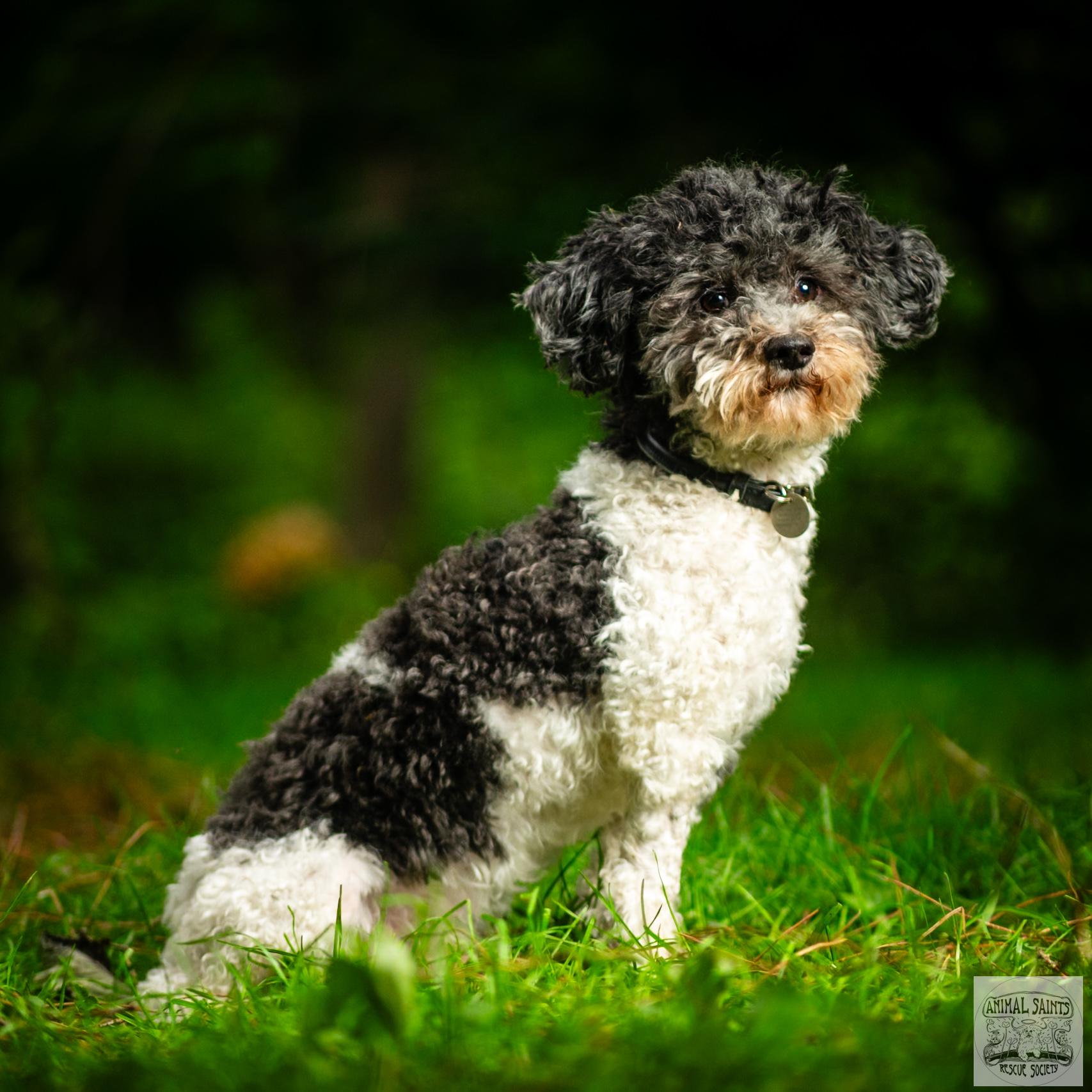 Backstory for Robbie Robbie was dropped off at an animal control facility where they euthanize due t