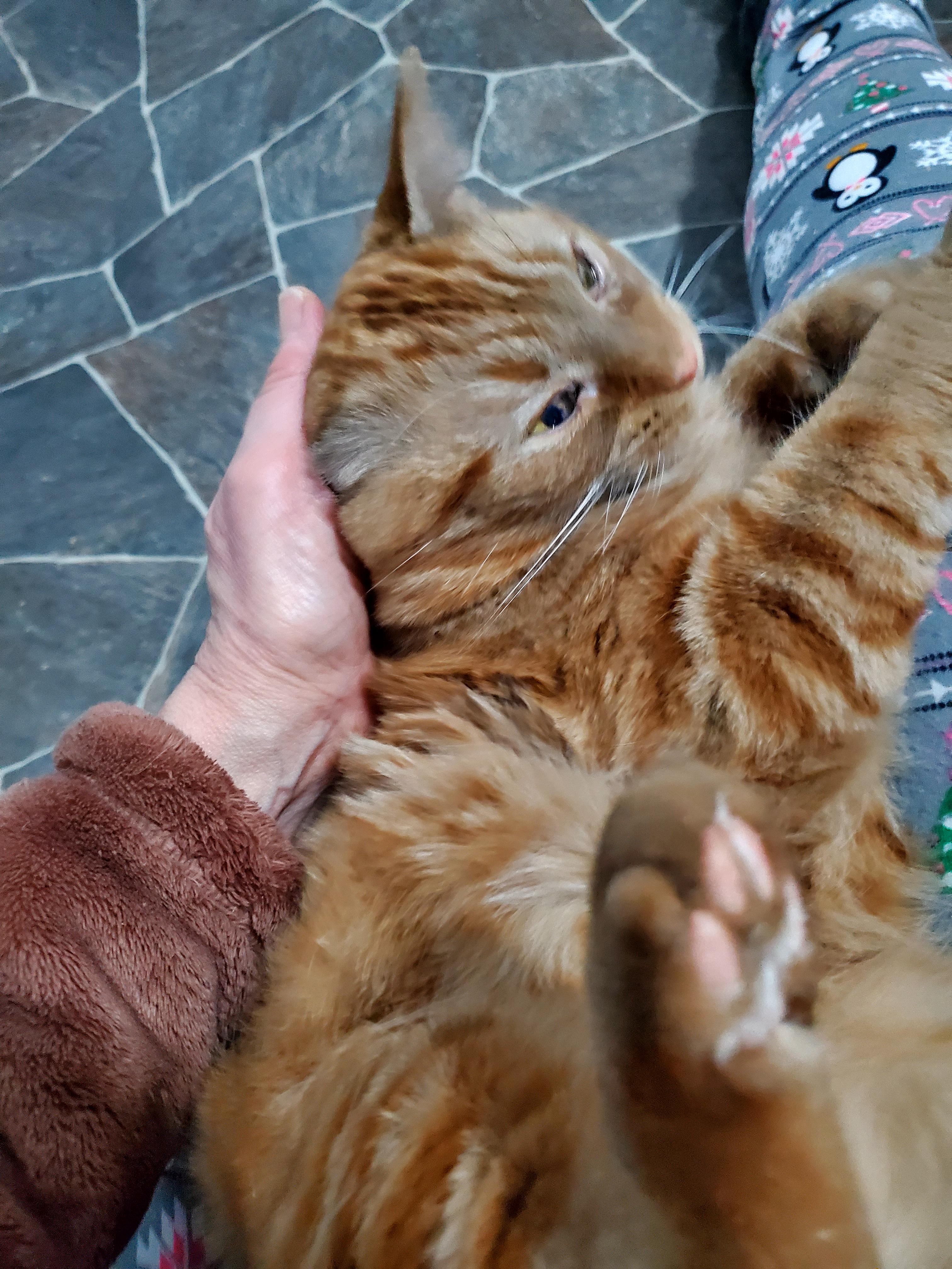 Rikki (& Rose)?, a Adoptable mixed breed in Gladwin, MI image 4/5