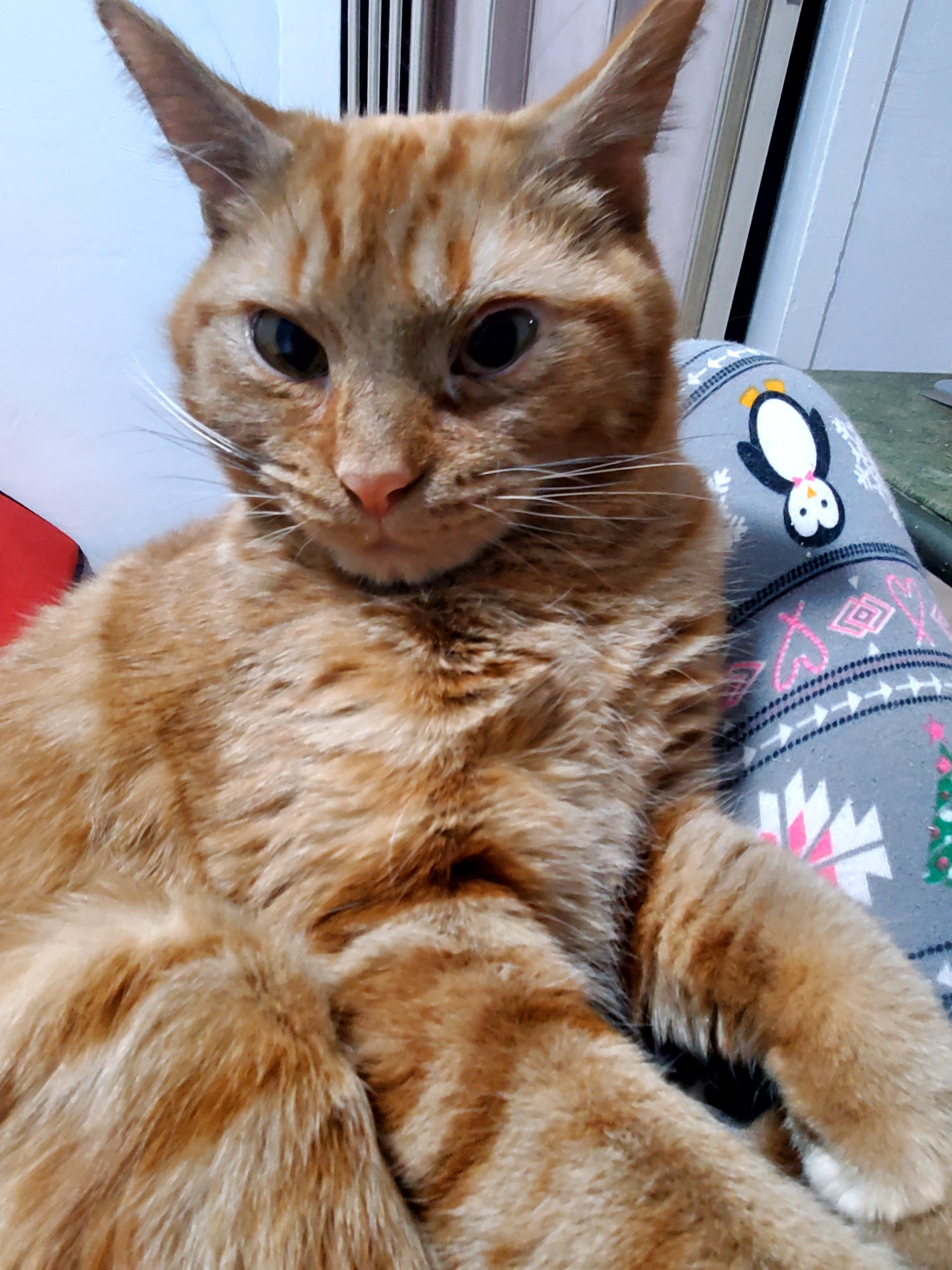 Rikki (& Rose)?, a Adoptable mixed breed in Gladwin, MI image 1/5