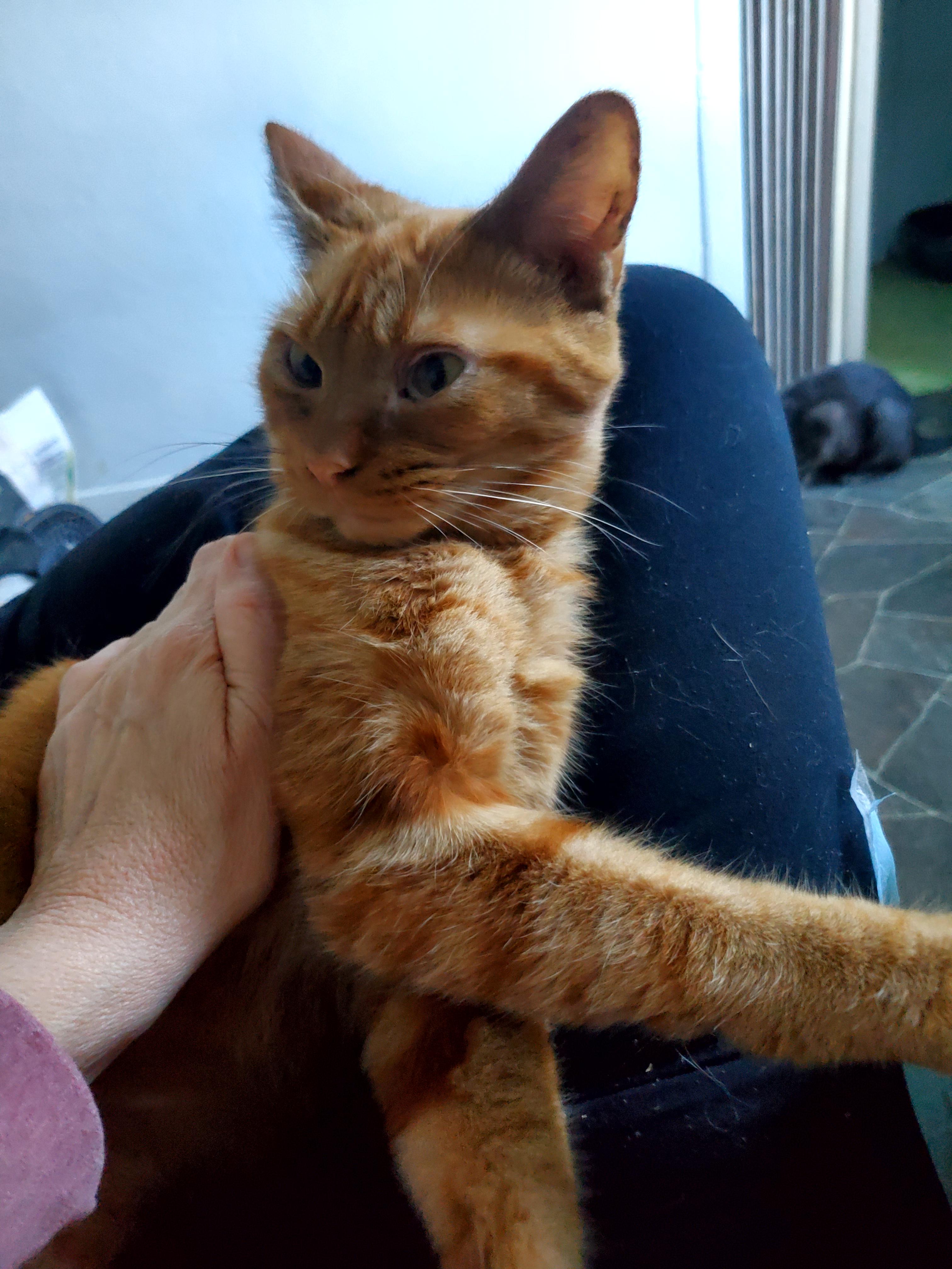 Rikki (& Rose)?, a Adoptable mixed breed in Gladwin, MI image 5/5