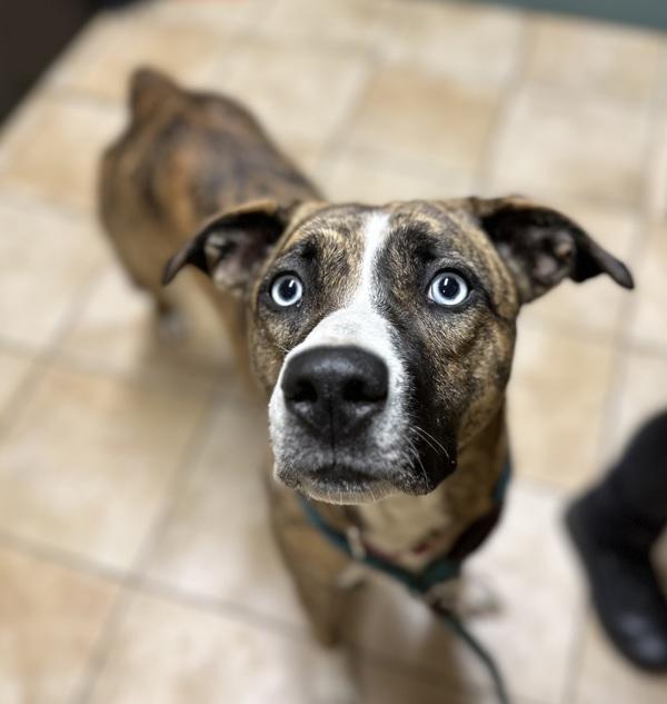 Enlarge Laney (pie Mcas), a Adoptable mixed breed in Troutdale, OR image 1/4