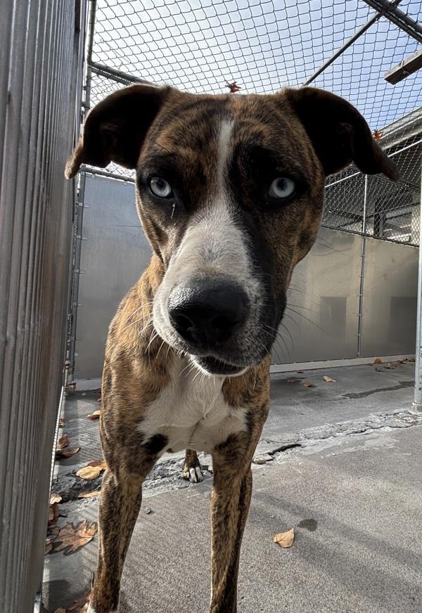 Enlarge Laney (pie Mcas), a Adoptable mixed breed in Troutdale, OR image 3/4