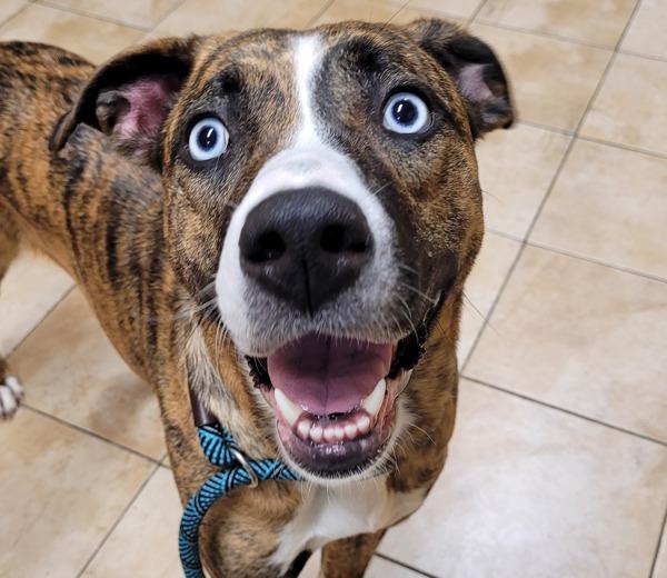 Enlarge Laney (pie Mcas), a Adoptable mixed breed in Troutdale, OR image 4/4