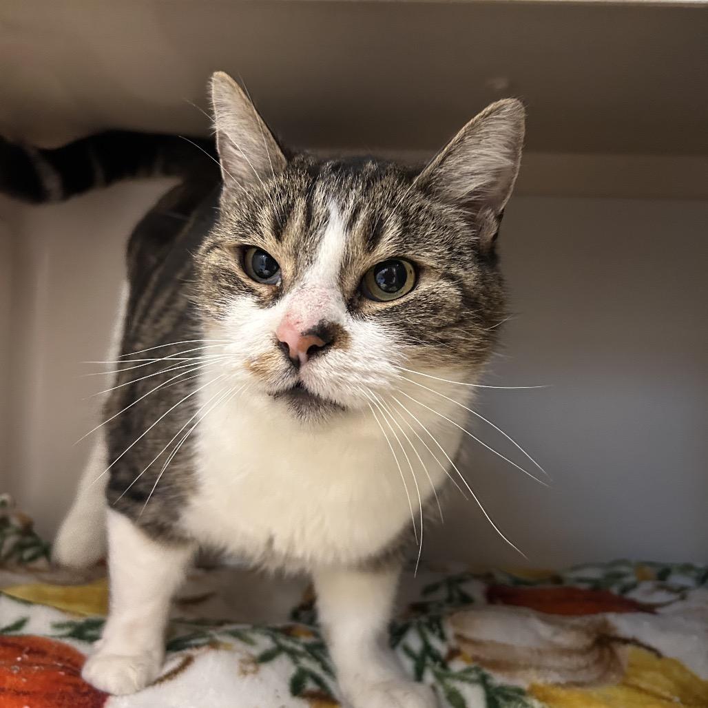 Nova, Adoptable, Adult Male American Shorthair.
