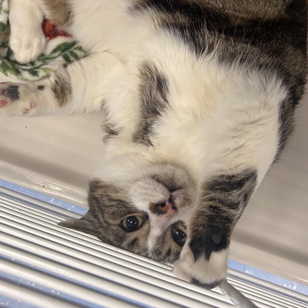 Enlarge Nova, a Adoptable American Shorthair in Watertown, NY image 2/2