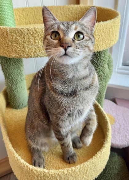 Kiki, Adoptable, Young Female Domestic Short Hair & Domestic Short Hair.