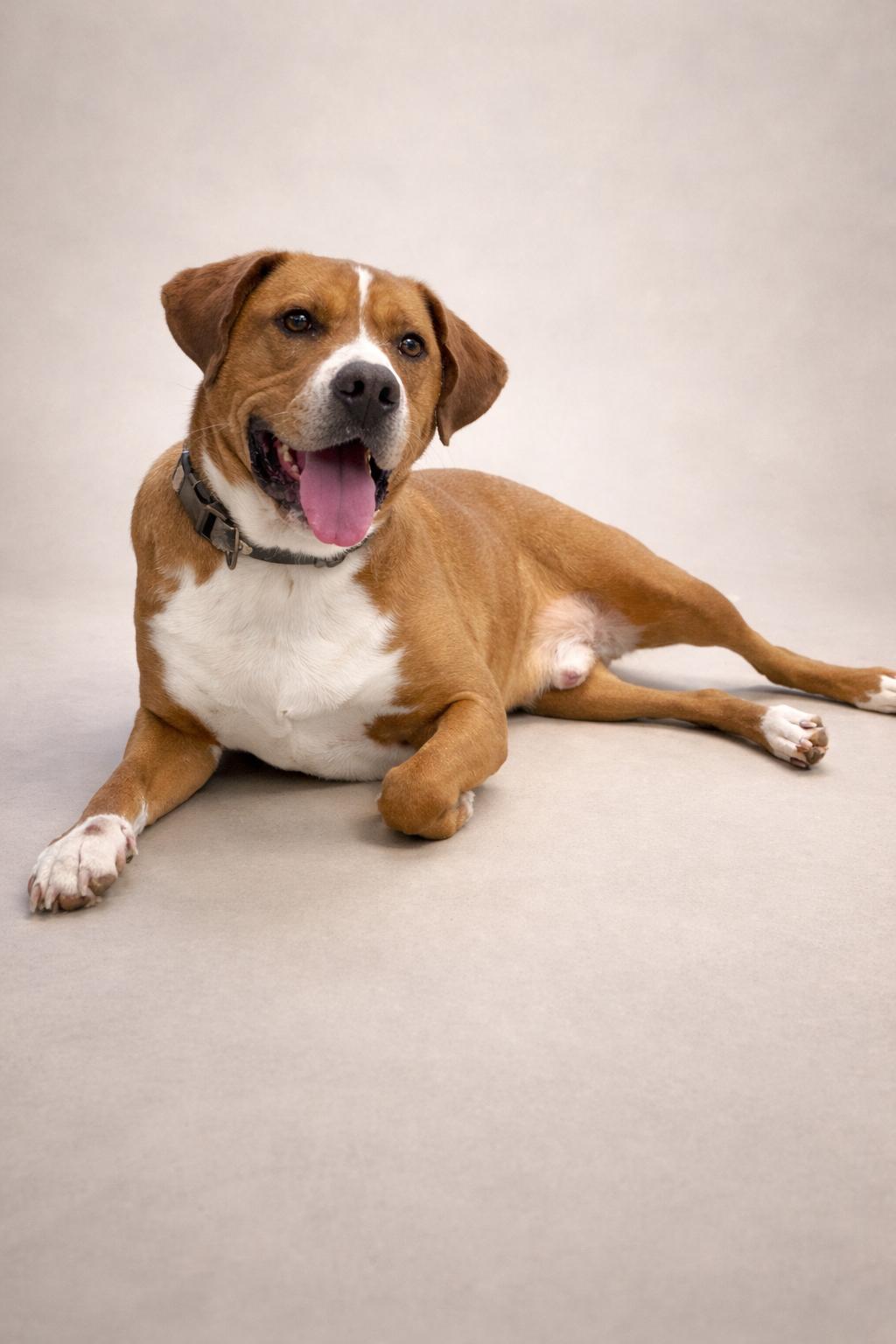Tucker, Adoptable, Adult Male Boxer.