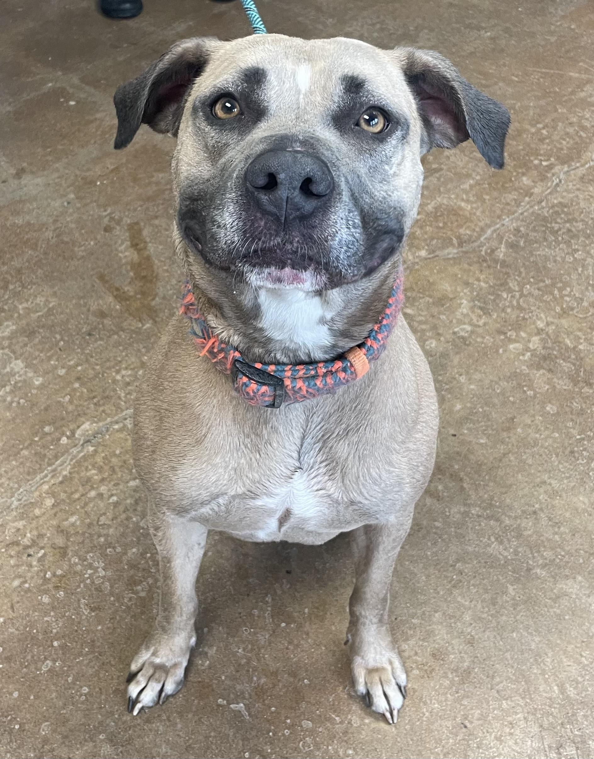 Bindee, Adoptable, Adult Female Pit Bull Terrier & Mastiff.