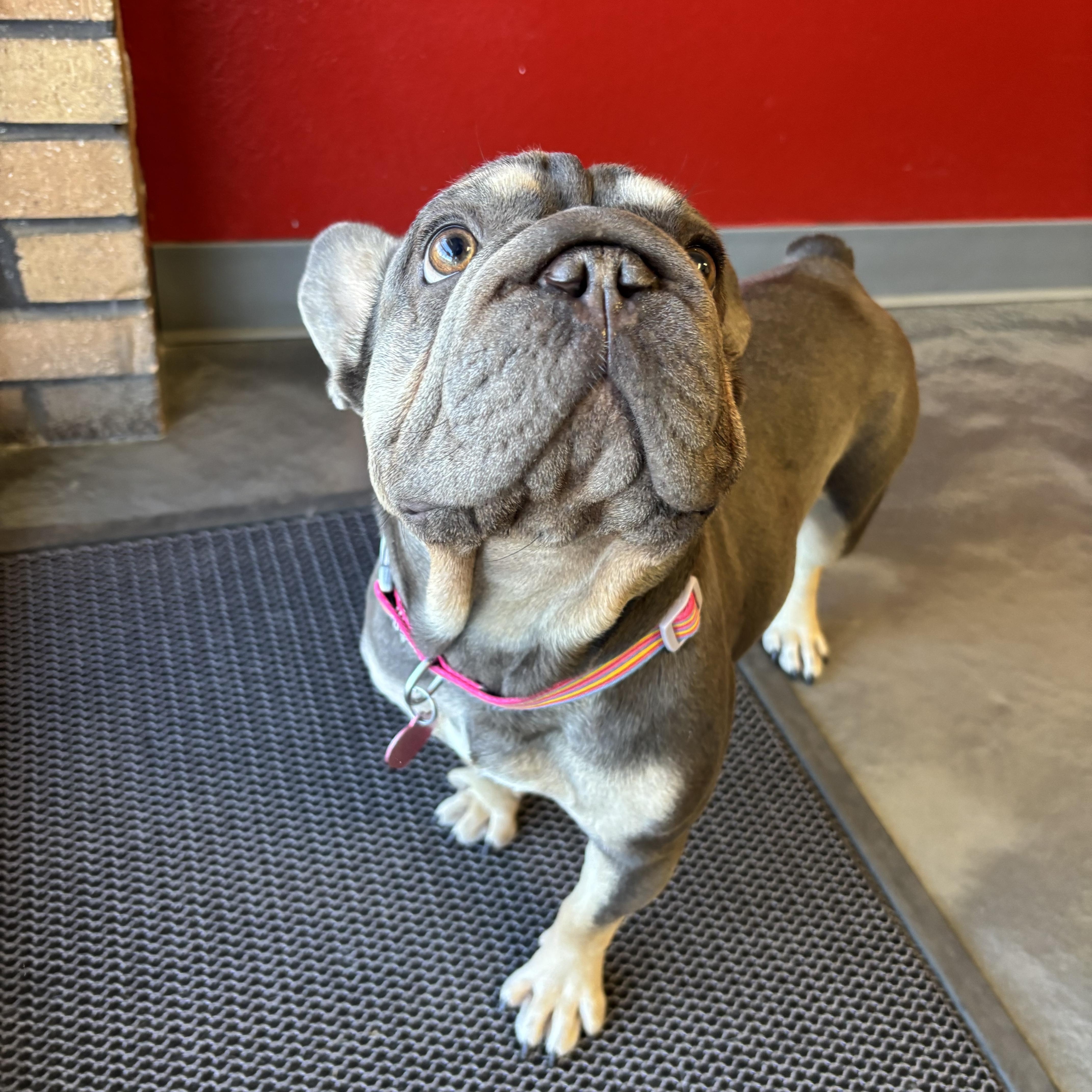 Enlarge Bonnie, an adopted mixed breed in Phoenix, AZ image 4/6