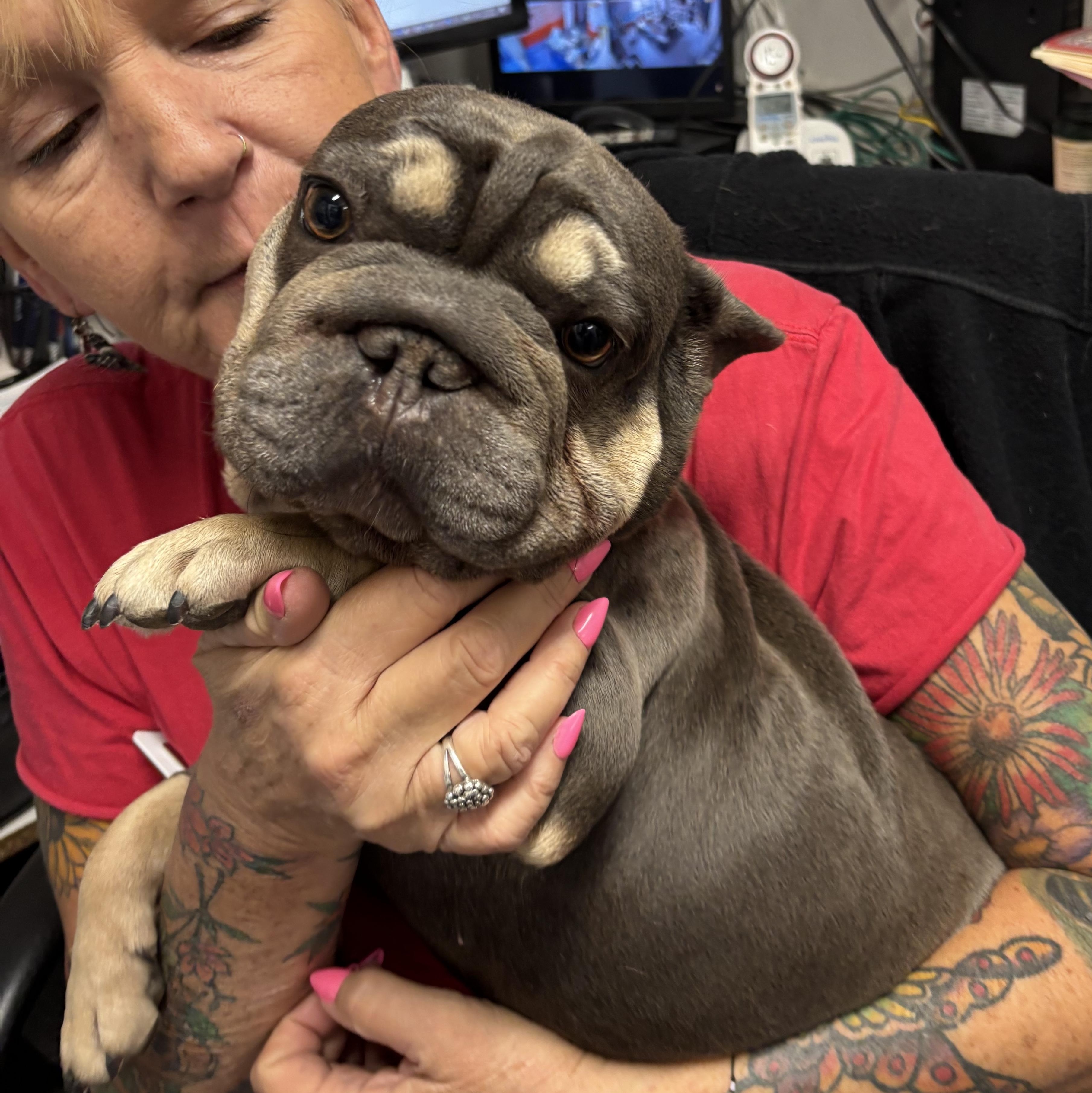 Enlarge Bonnie, an adopted mixed breed in Phoenix, AZ image 6/6