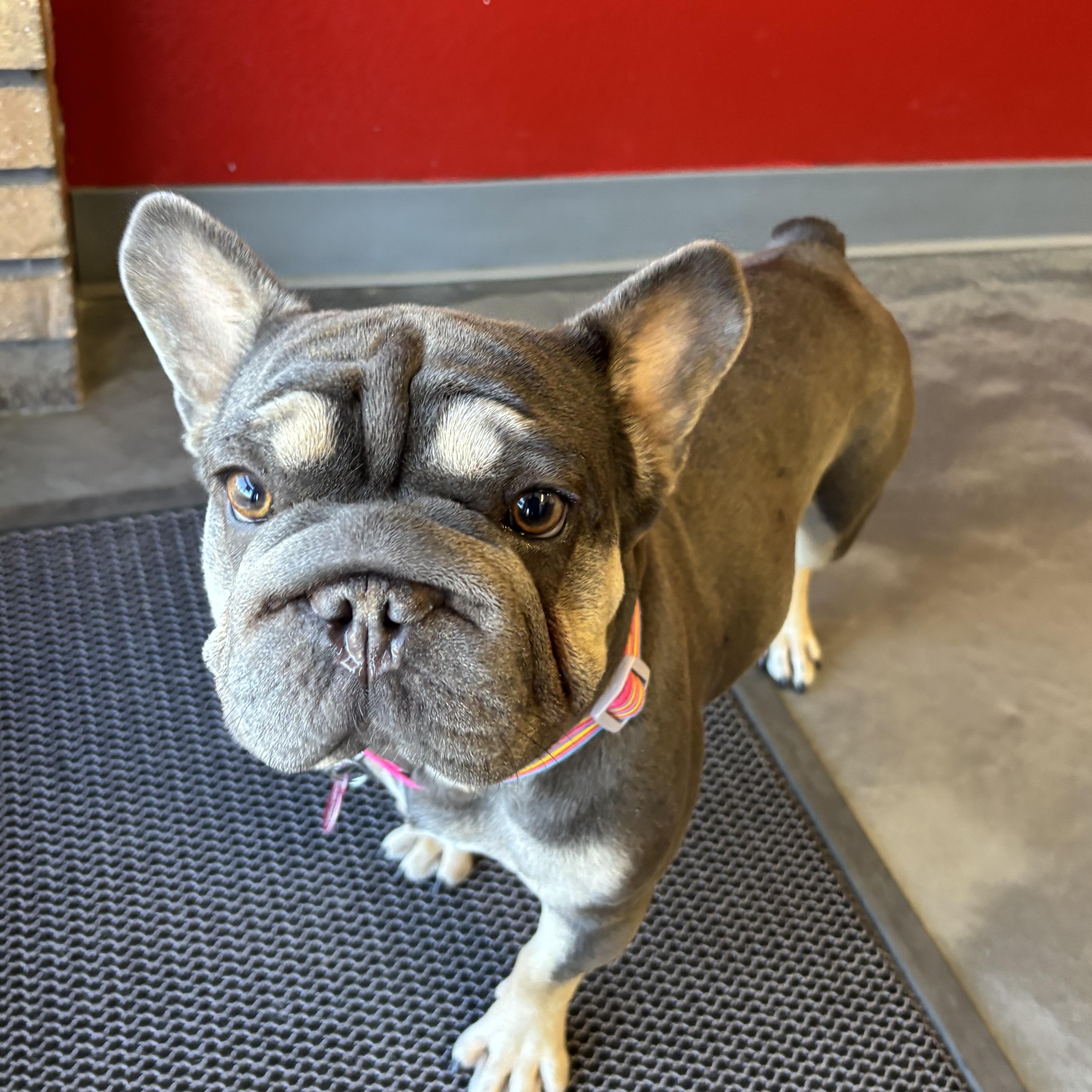 Bonnie, adopted, Adult Female French Bulldog.