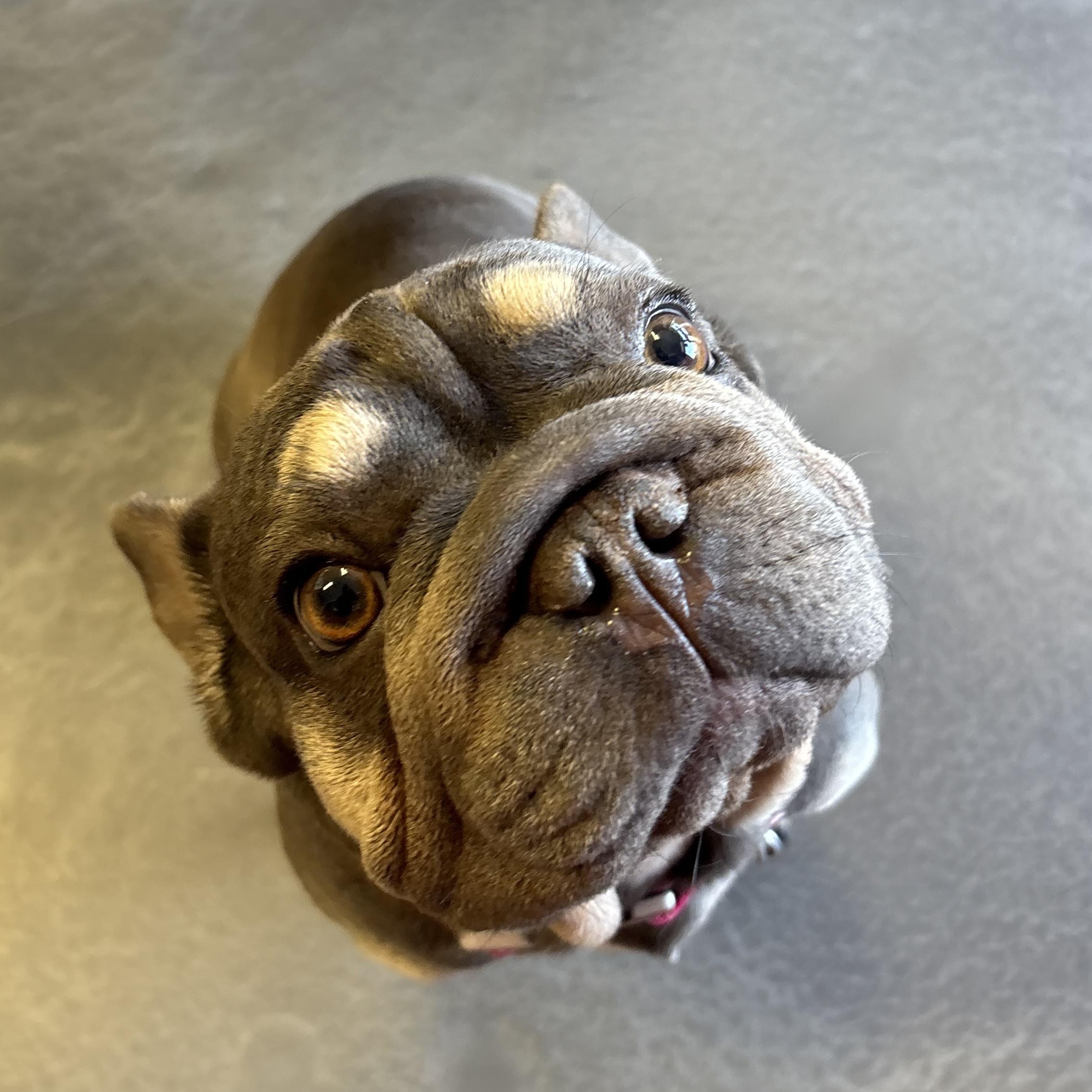 Enlarge Bonnie, an adopted mixed breed in Phoenix, AZ image 2/6