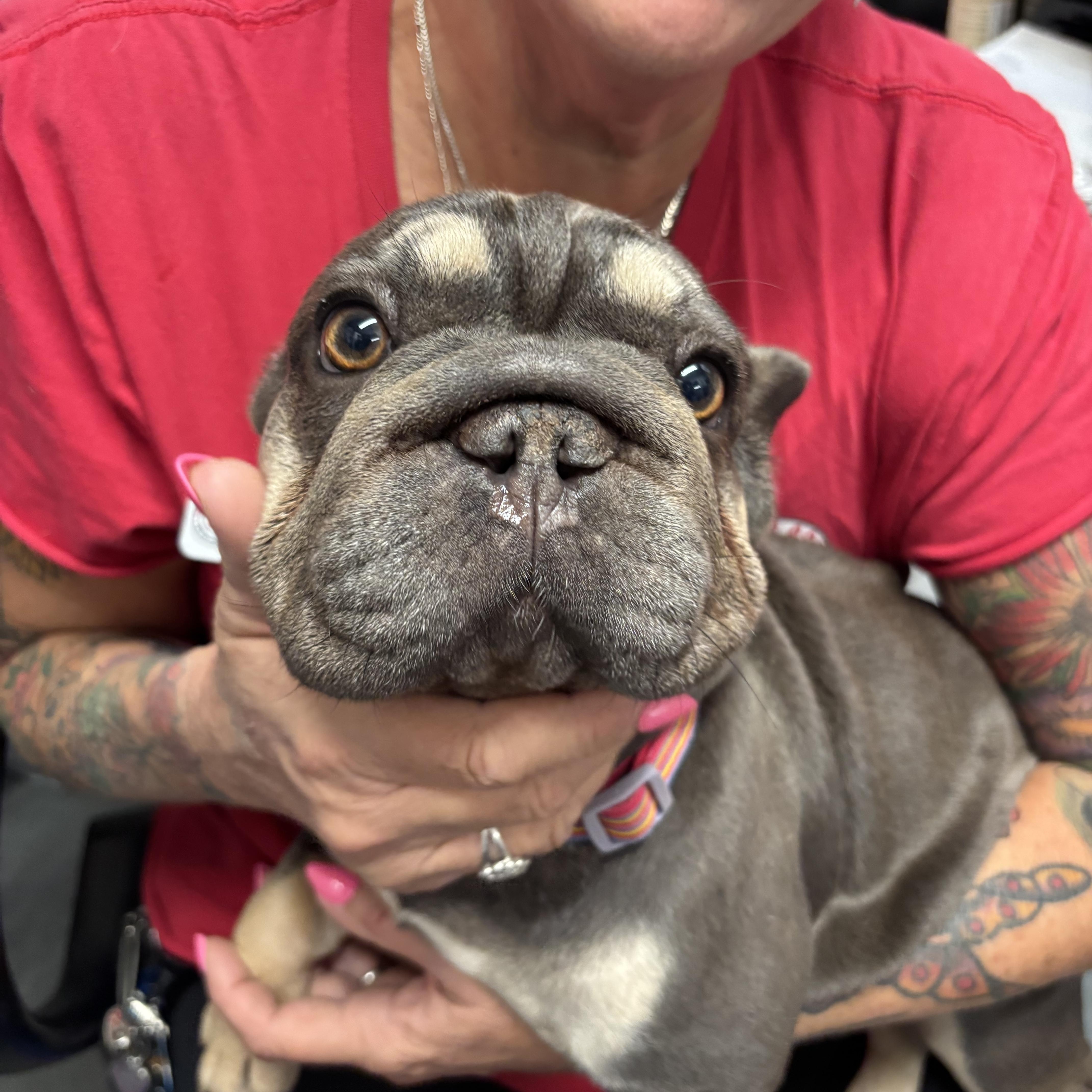 Enlarge Bonnie, an adopted mixed breed in Phoenix, AZ image 5/6