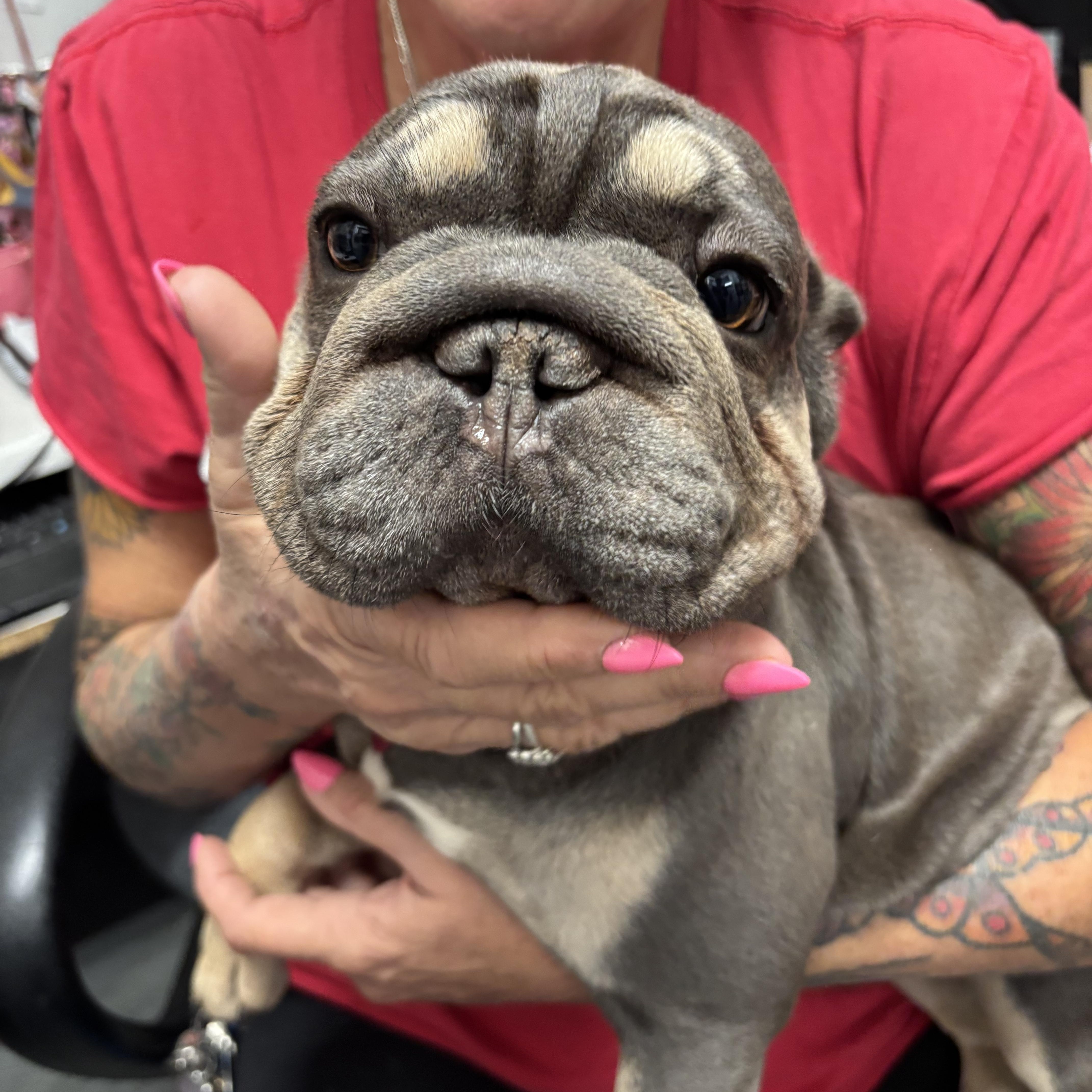 Enlarge Bonnie, an adopted mixed breed in Phoenix, AZ image 3/6