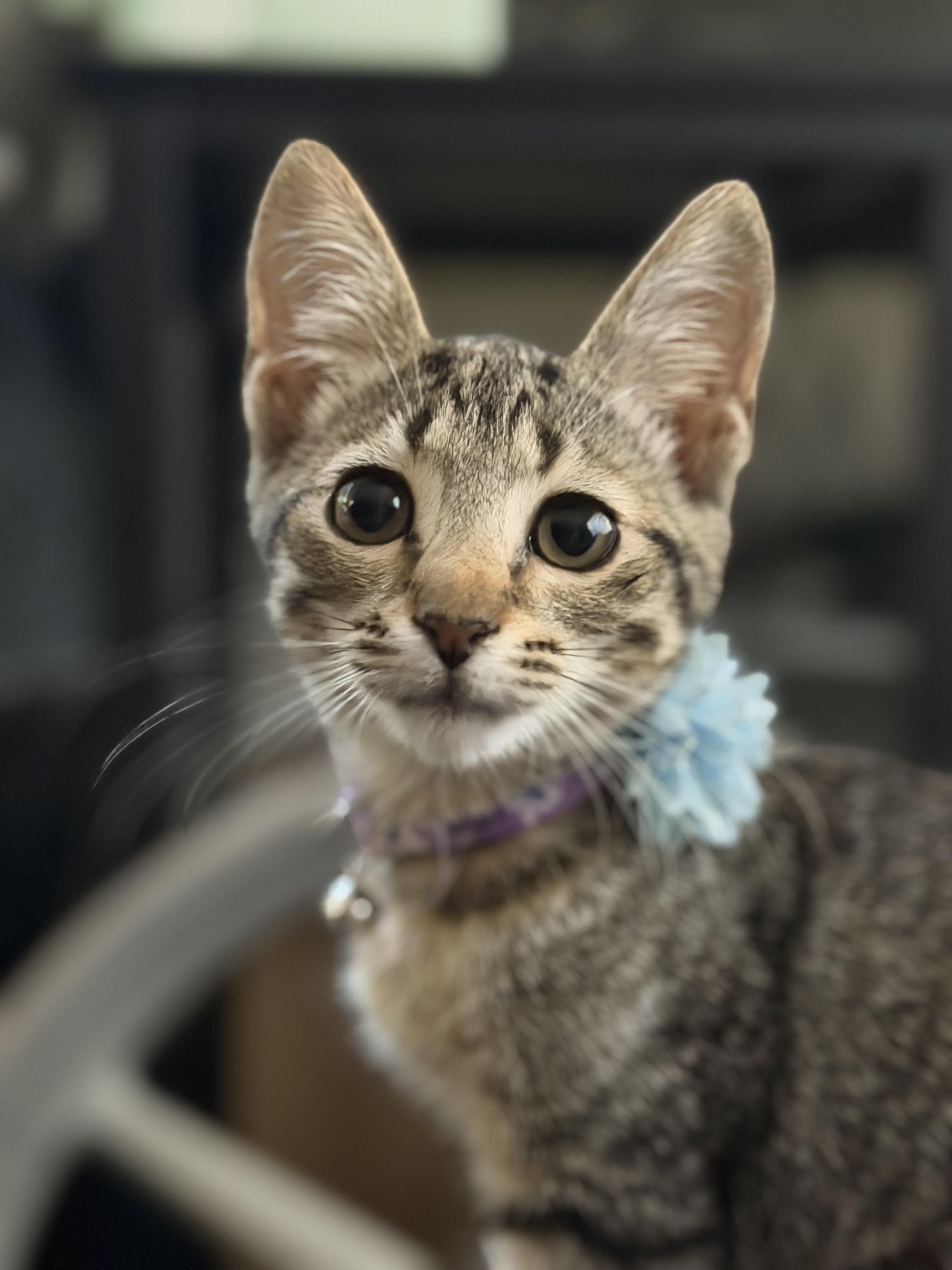 Enlarge Basil, a Adoptable Domestic Short Hair in Rio Linda, CA image 2/6