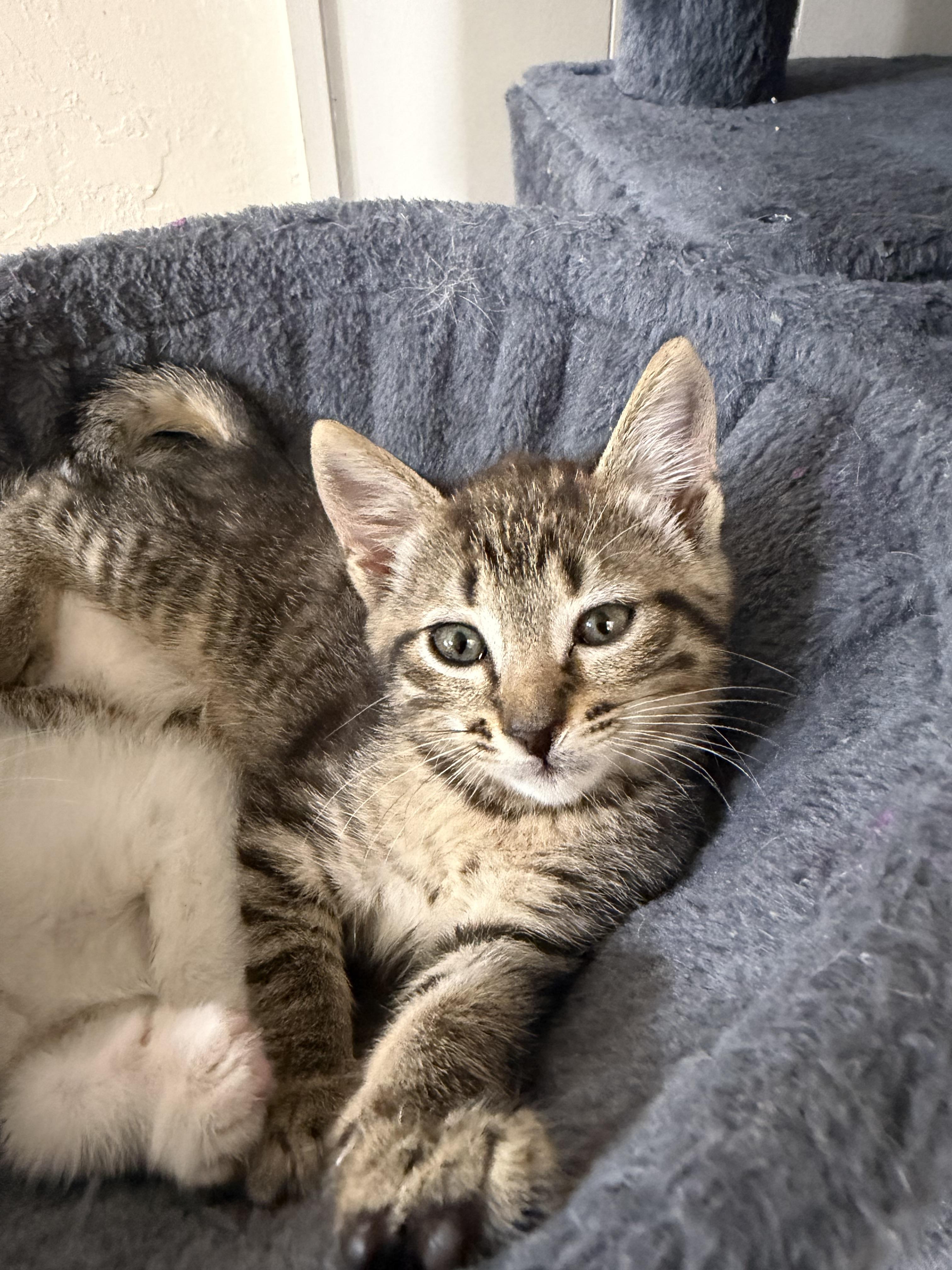 Enlarge Basil, a Adoptable Domestic Short Hair in Rio Linda, CA image 3/6