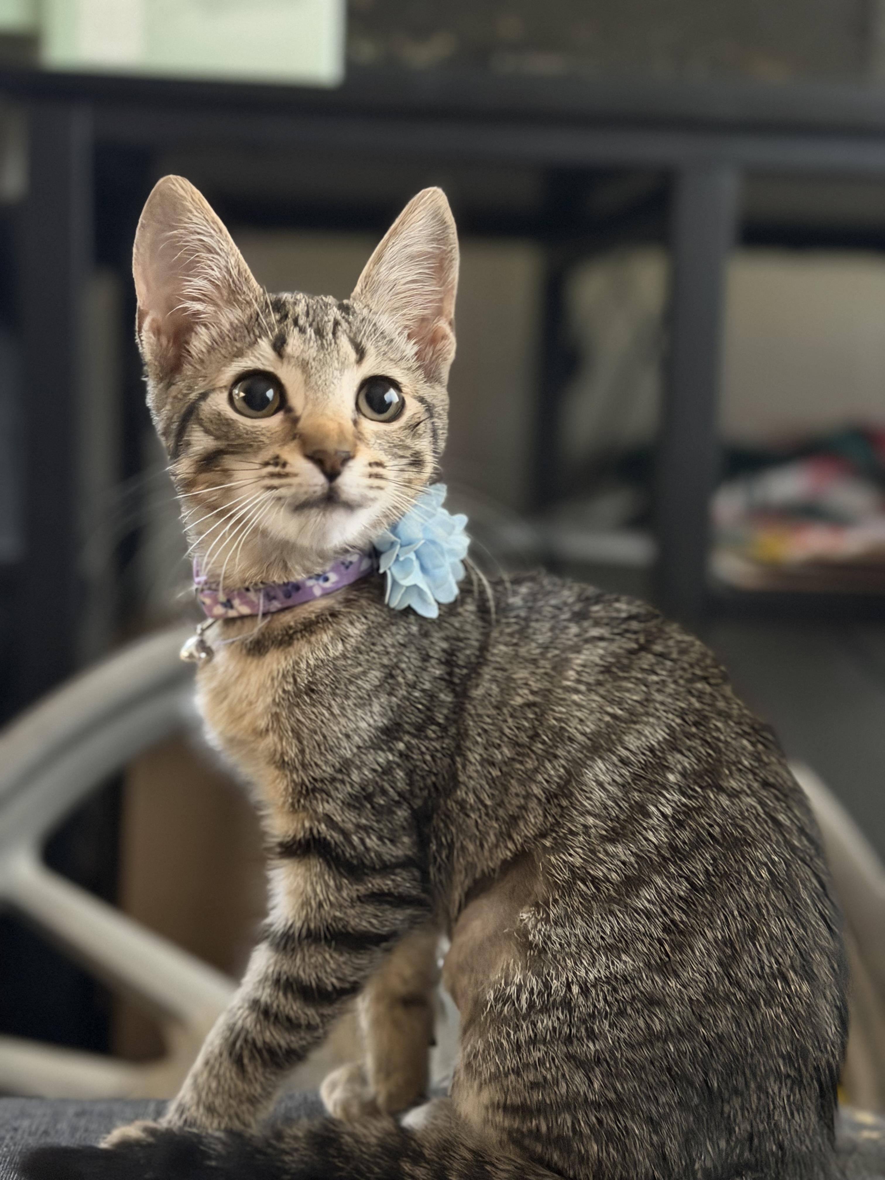 Enlarge Basil, a Adoptable Domestic Short Hair in Rio Linda, CA image 4/6