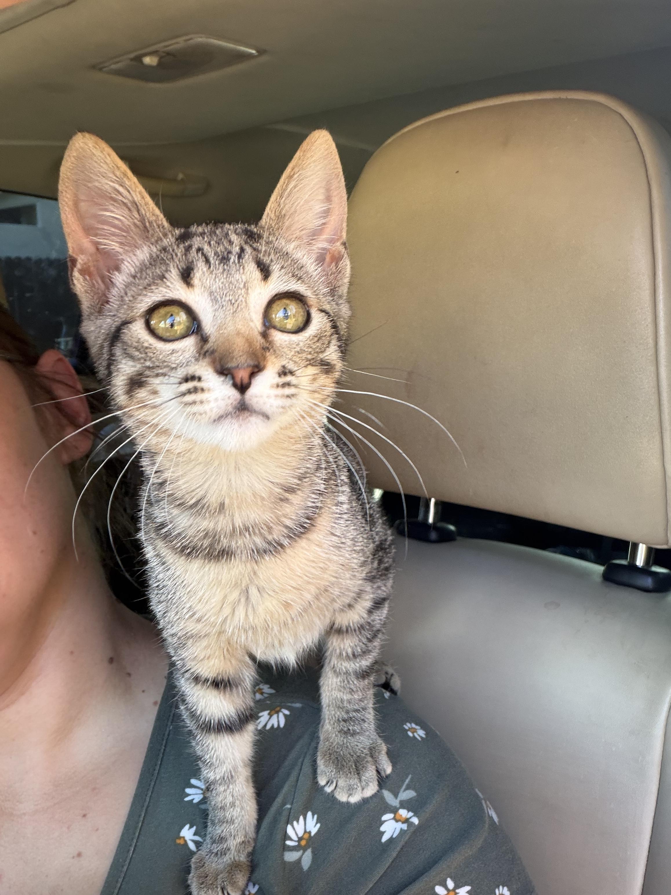 Enlarge Basil, a Adoptable Domestic Short Hair in Rio Linda, CA image 5/6