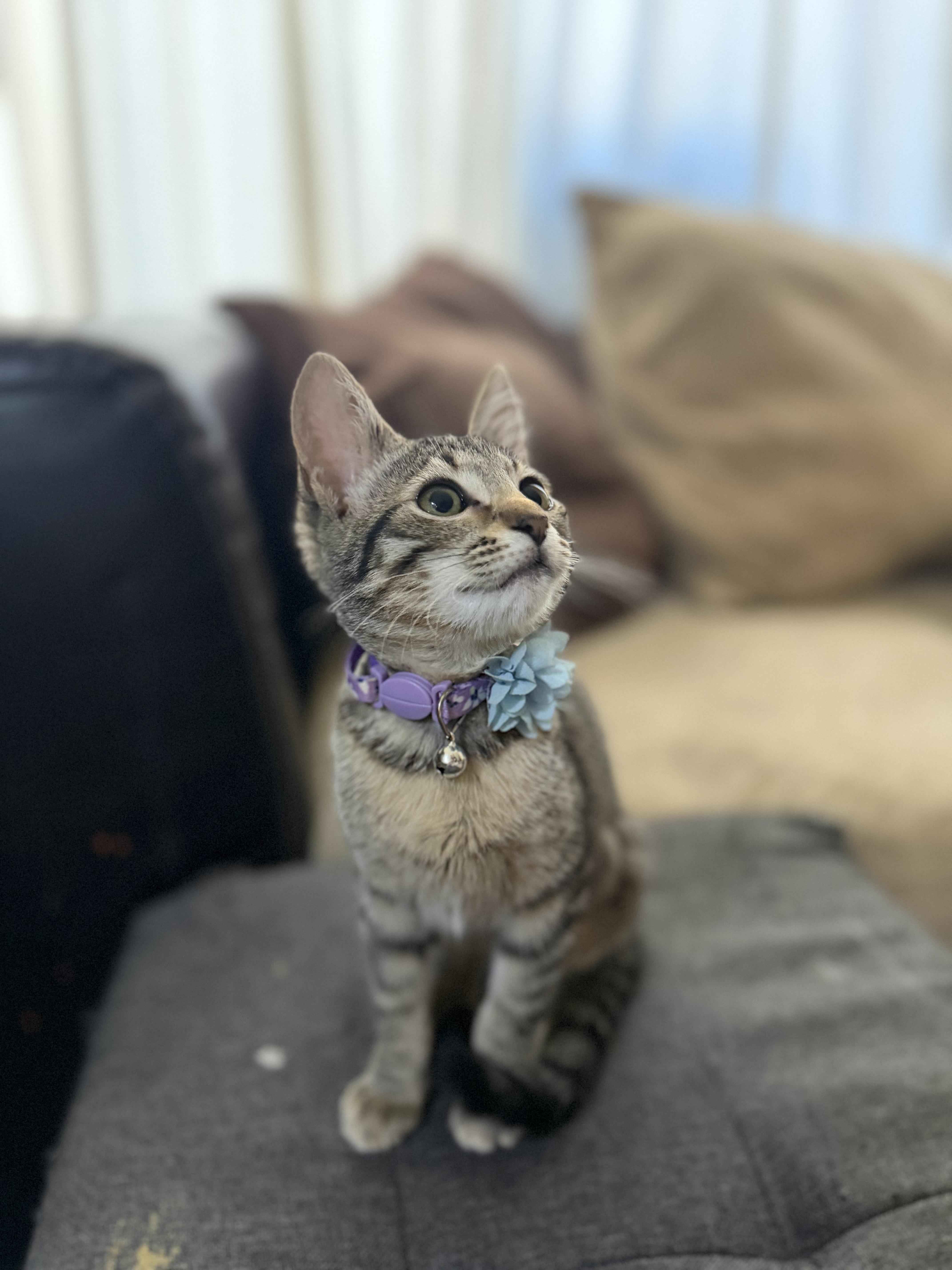 Enlarge Basil, a Adoptable Domestic Short Hair in Rio Linda, CA image 6/6