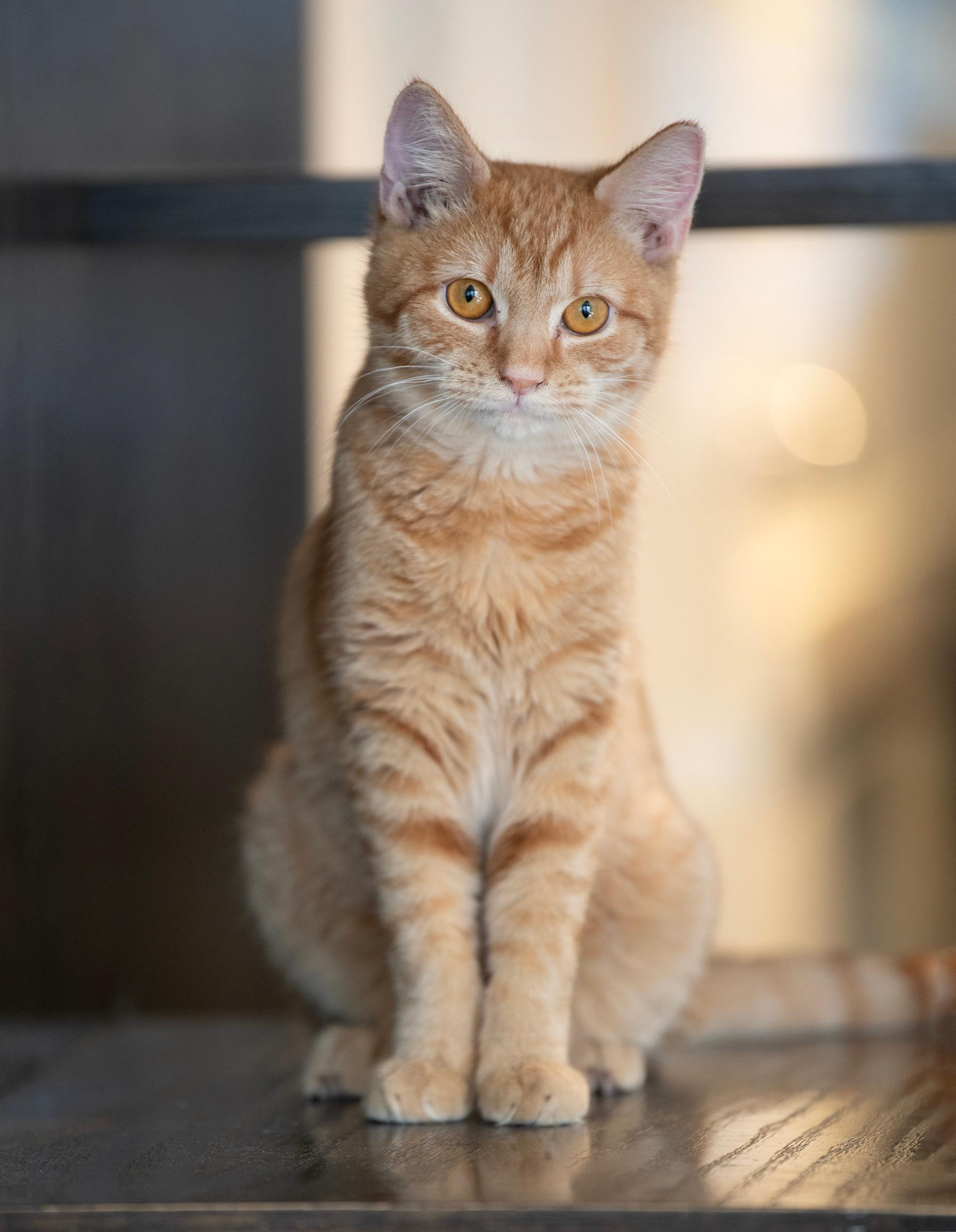 MUSTARD, adopted, Kitten Male Domestic Short Hair.