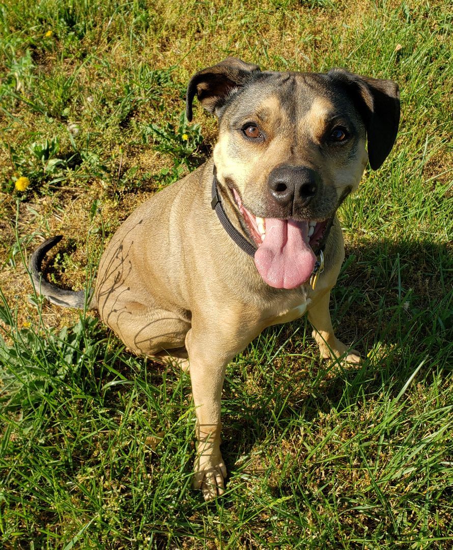 Kobe, a Adoptable Mixed Breed in Middlebury, IN image 1/2
