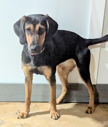 Patsy, ADOPTABLE, Young Female Black and Tan Coonhound.