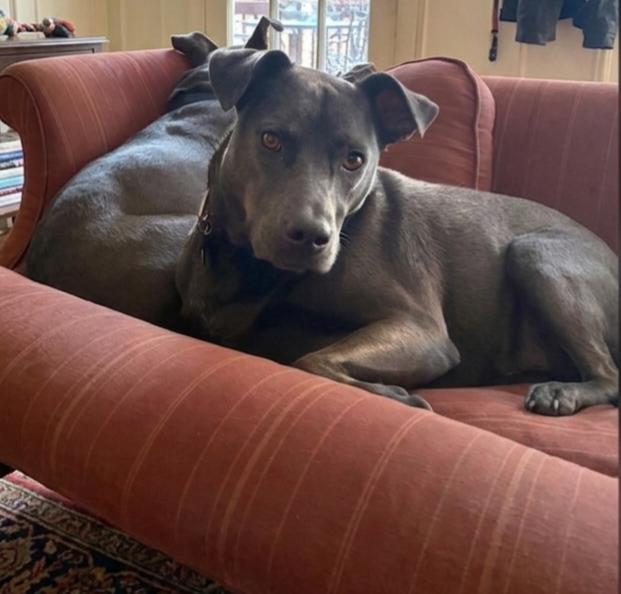 Enlarge Raven Blum, an adopted mixed breed in Roswell, GA image 2/3