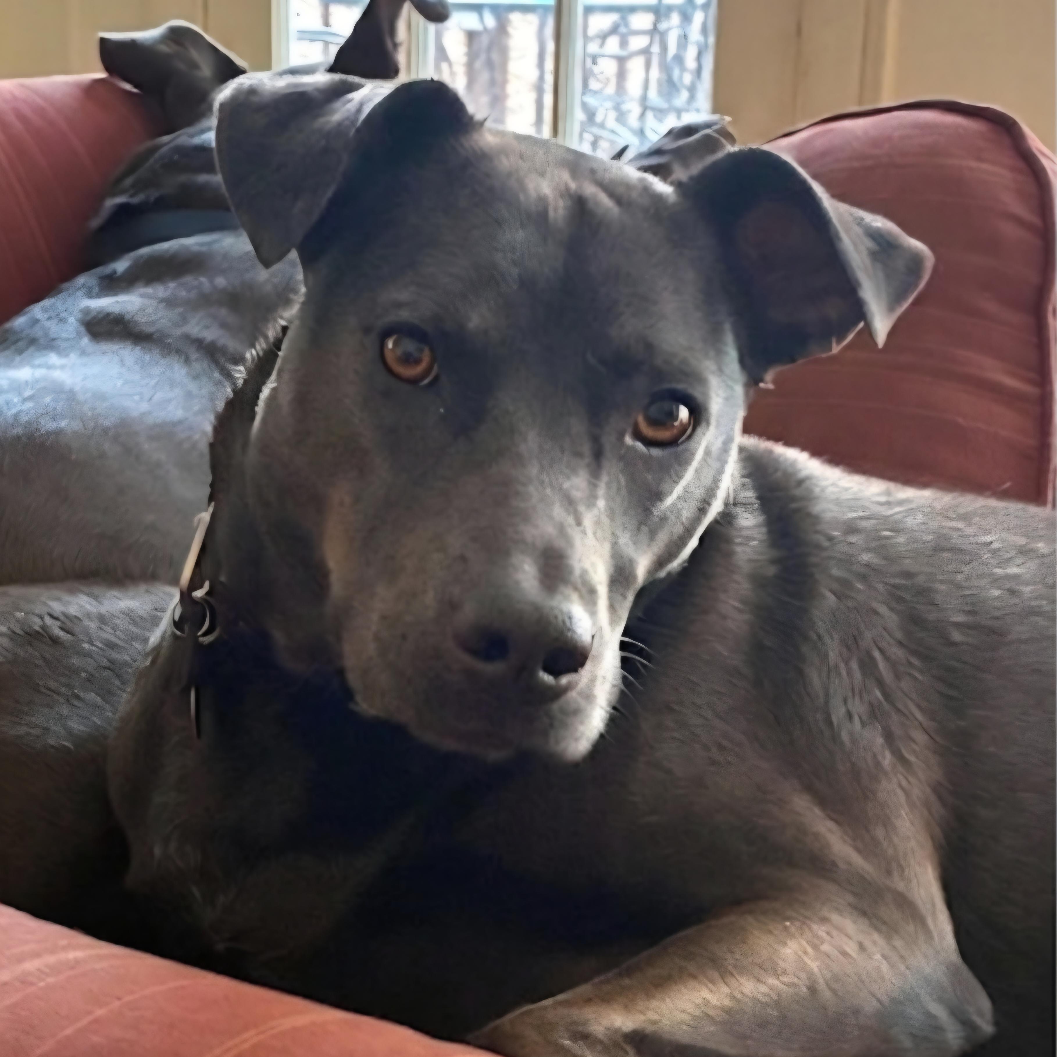 Raven Blum, adopted, Young Female Labrador Retriever.