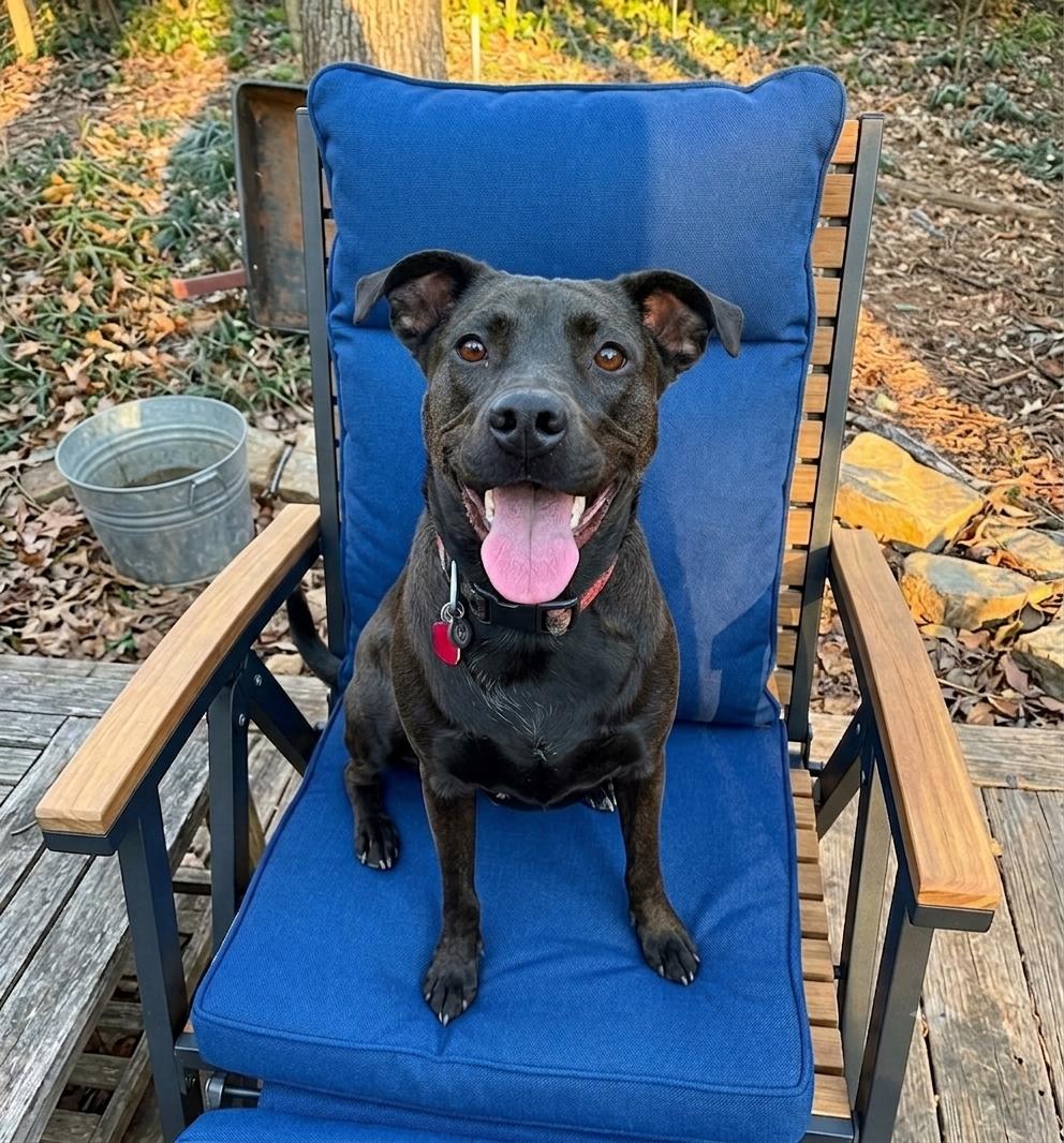 Enlarge Raven Blum, an adopted mixed breed in Roswell, GA image 3/3