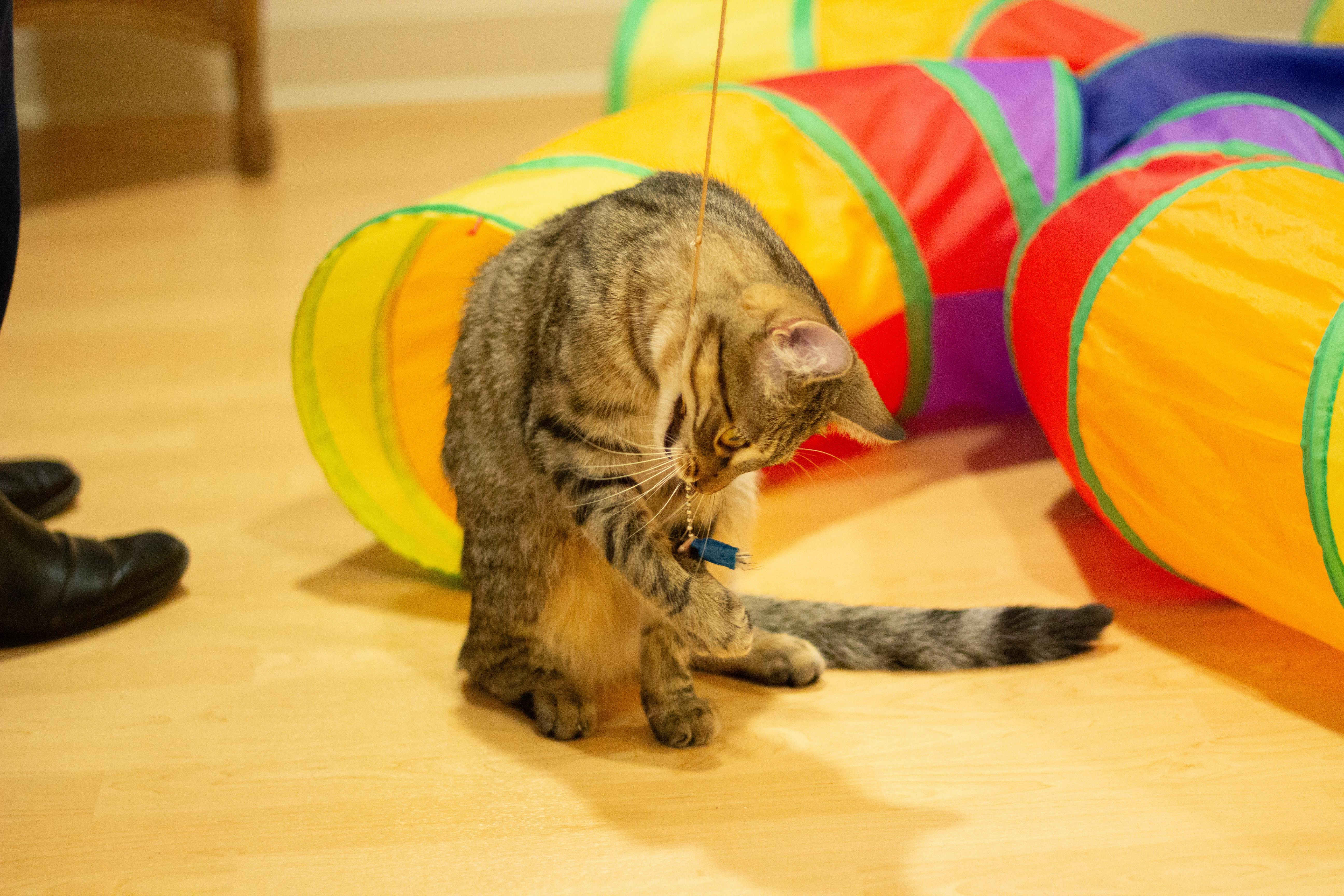 Pebble, a Adoptable Domestic Short Hair in Fremont, MI image 2/5