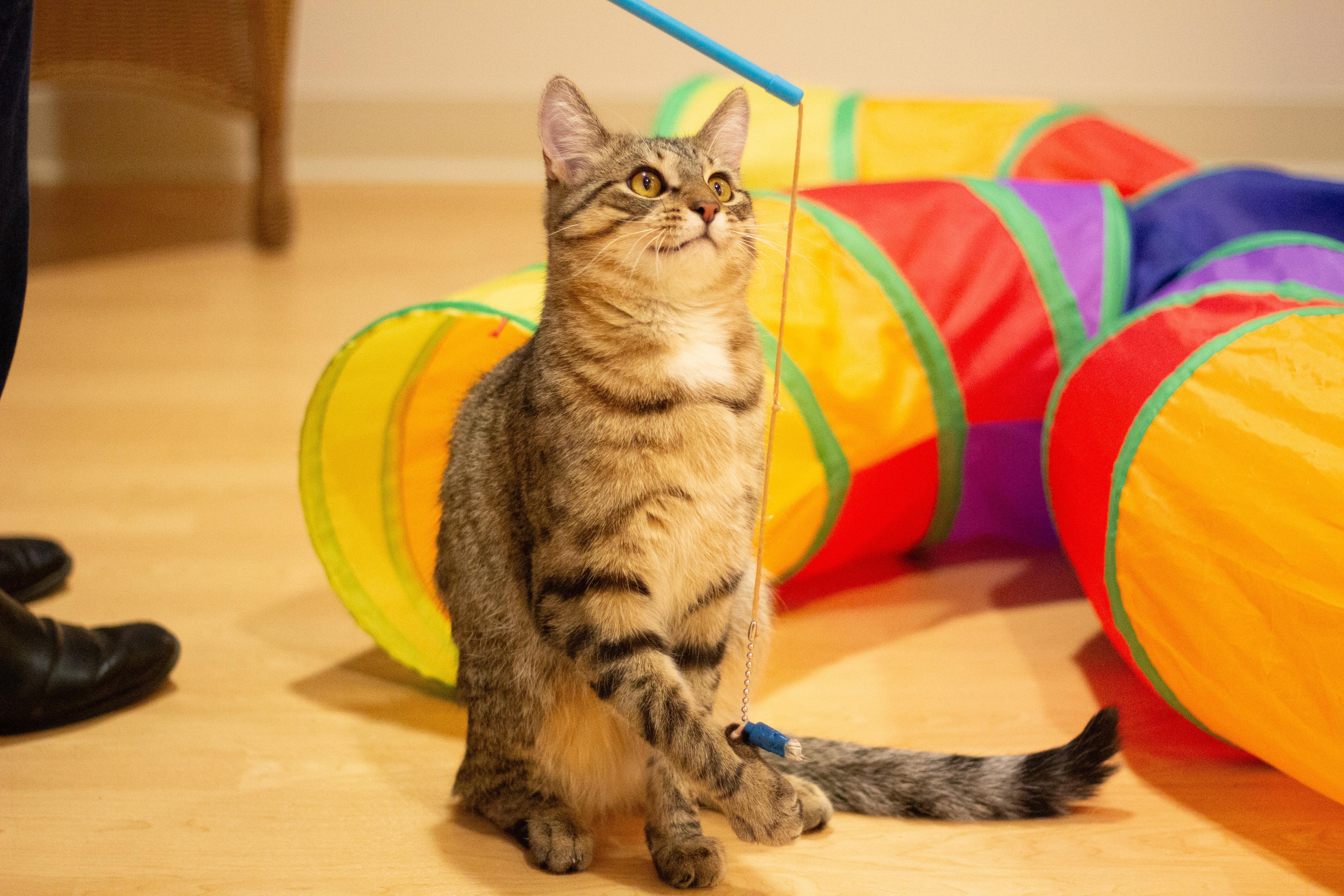 Pebble, a Adoptable Domestic Short Hair in Fremont, MI image 1/5