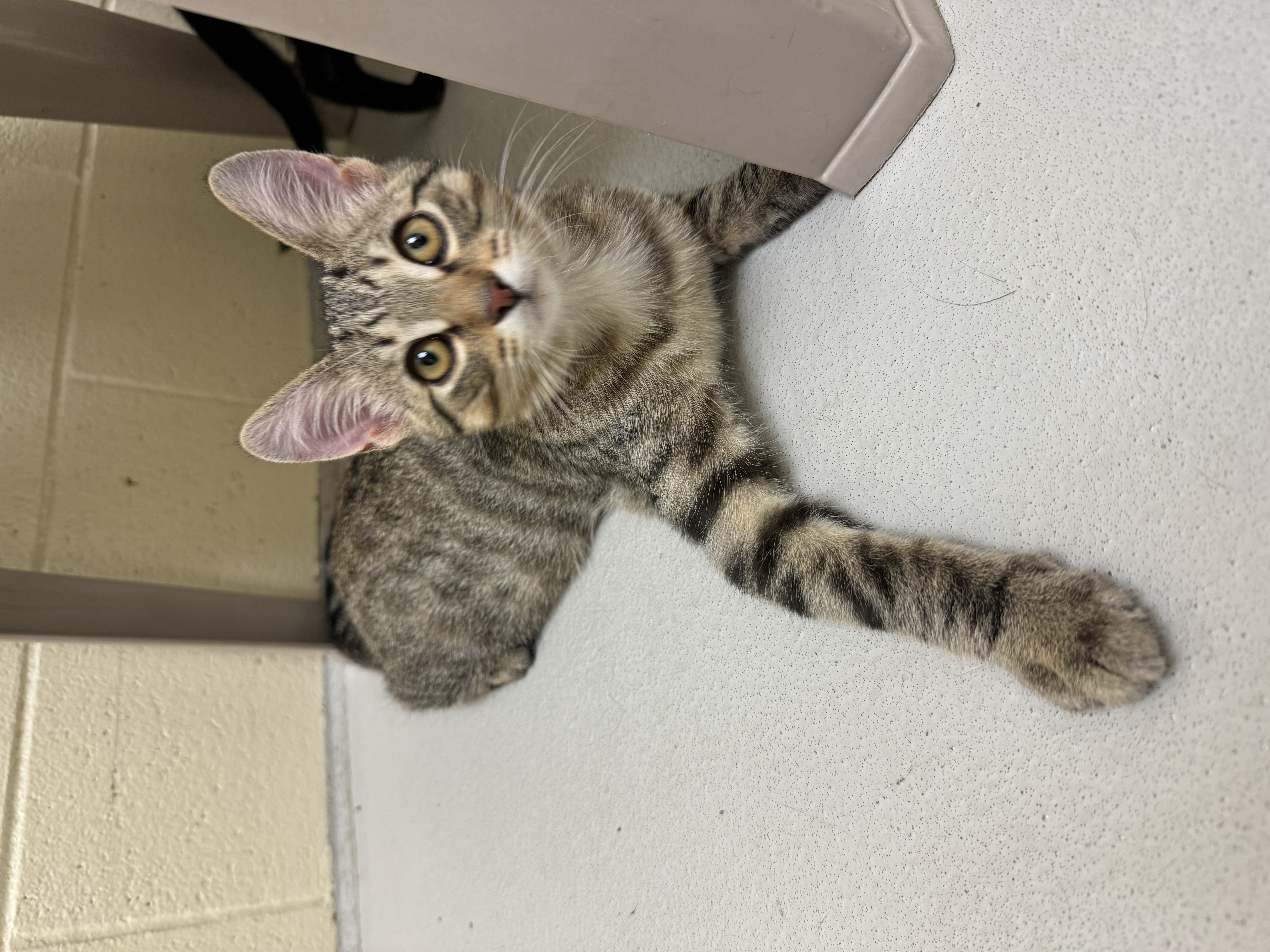 Pebble, a Adoptable Domestic Short Hair in Fremont, MI image 5/5