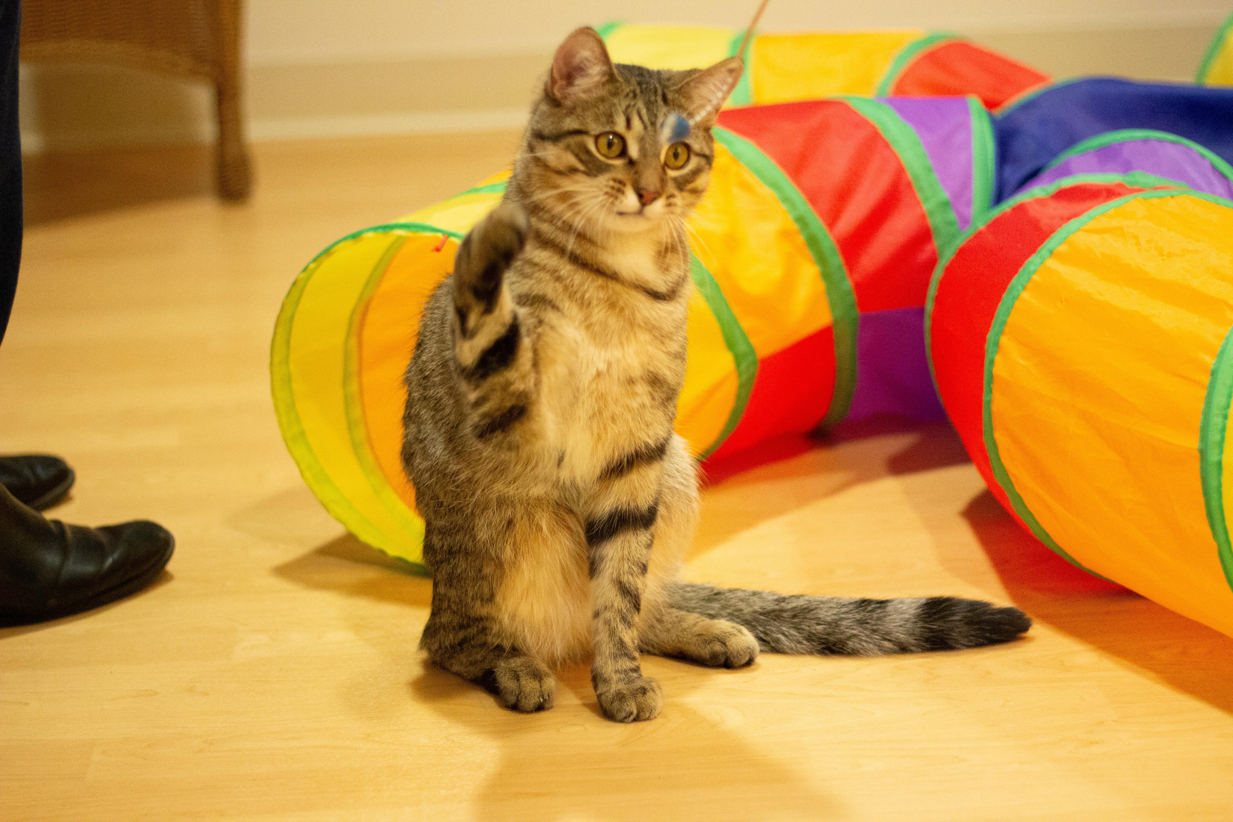 Pebble, a Adoptable Domestic Short Hair in Fremont, MI image 3/5