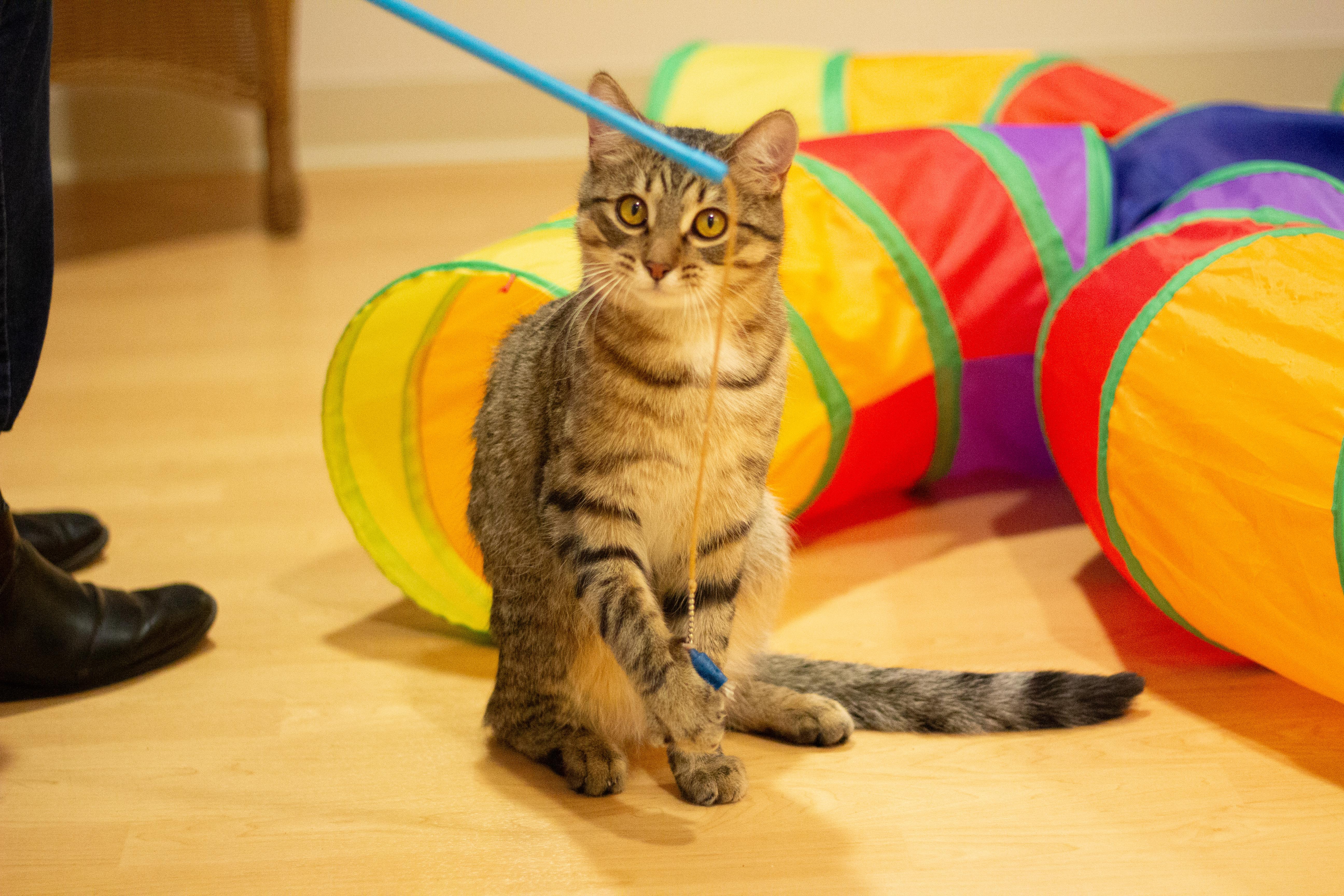 Pebble, a Adoptable Domestic Short Hair in Fremont, MI image 4/5