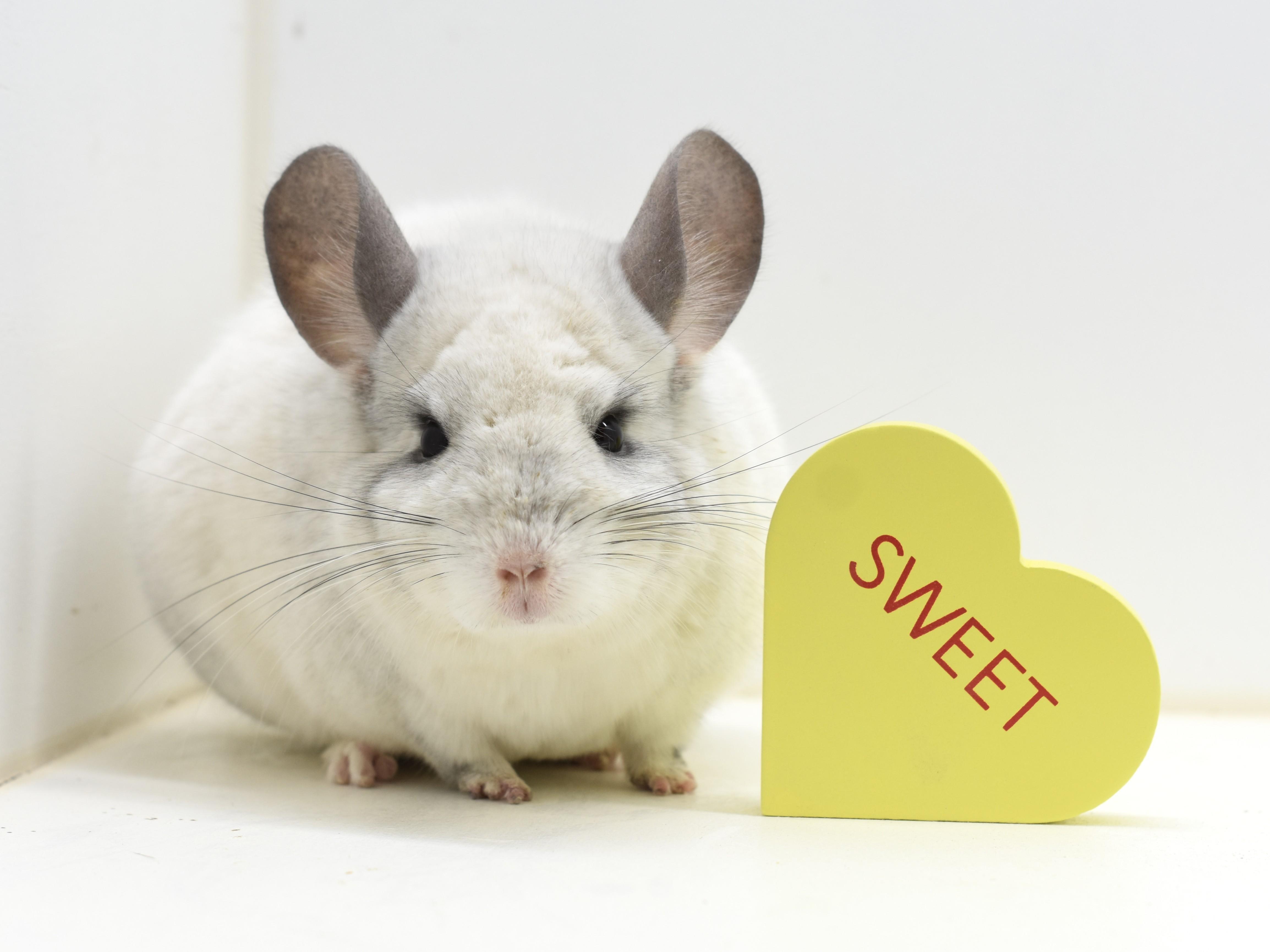 Marshmello, ADOPTABLE, Adult Female Chinchilla.