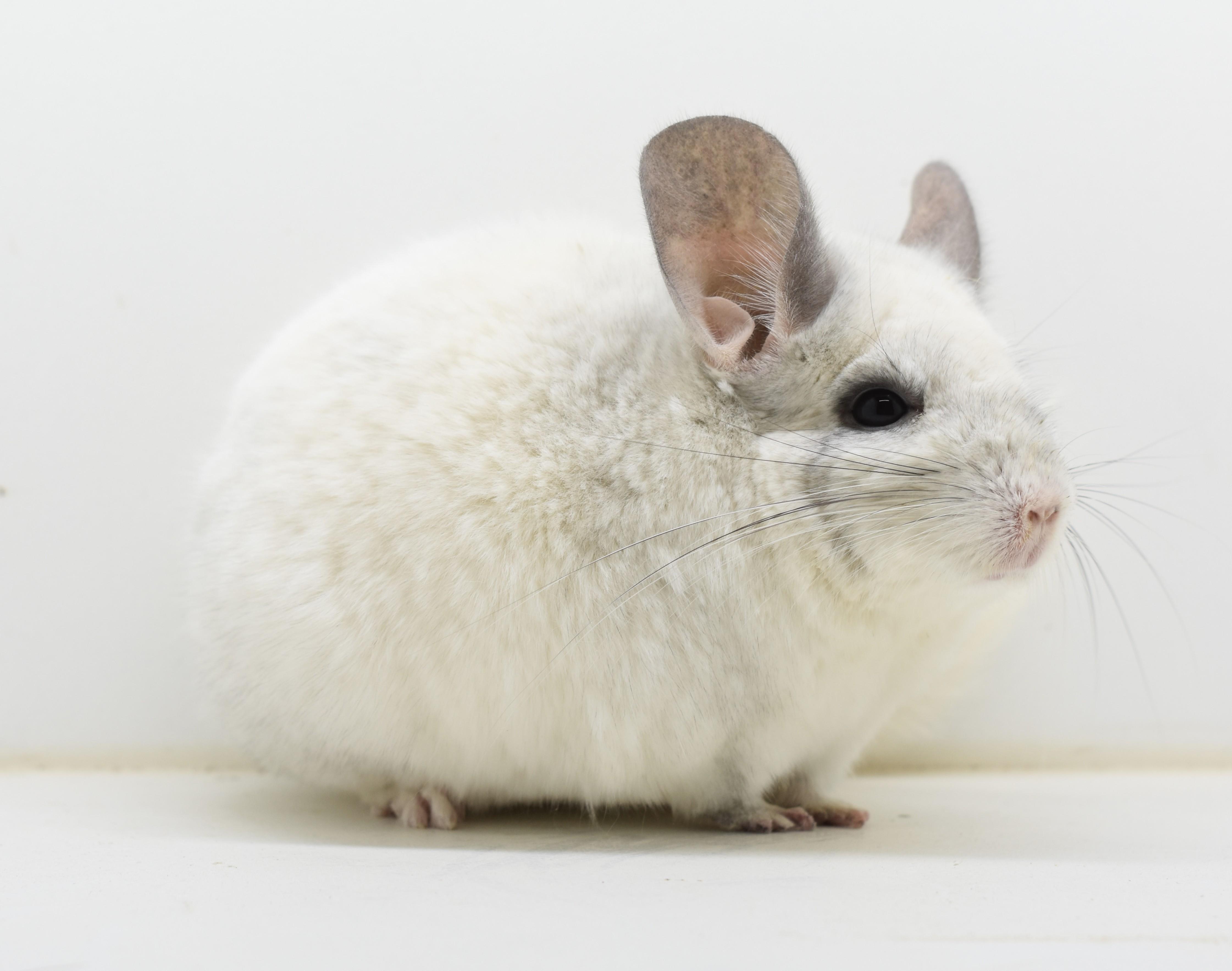 Enlarge Marshmello, a ADOPTABLE Chinchilla in Wolcott, IN image 3/3
