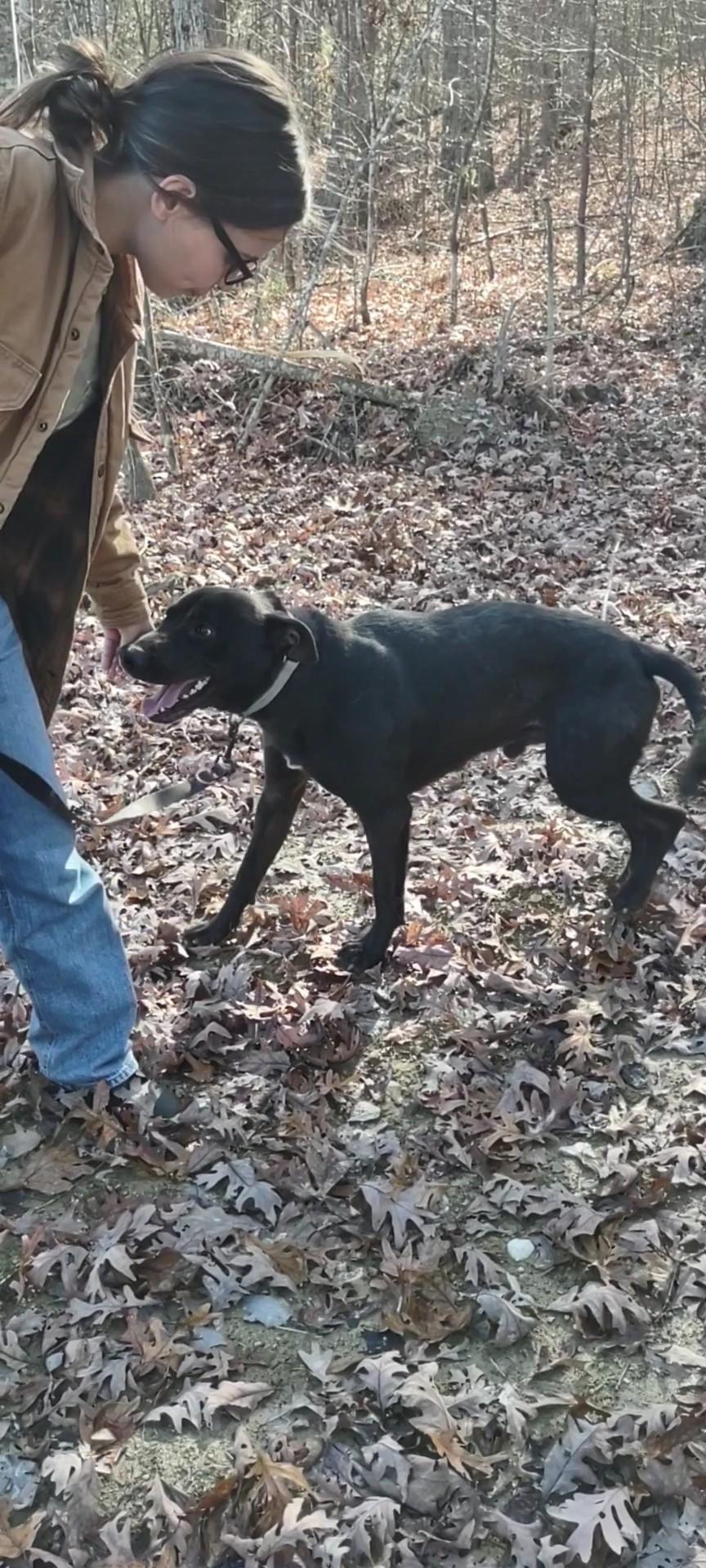 Enlarge Murphy, a Adopted mixed breed in Clay City, KY image 2/5