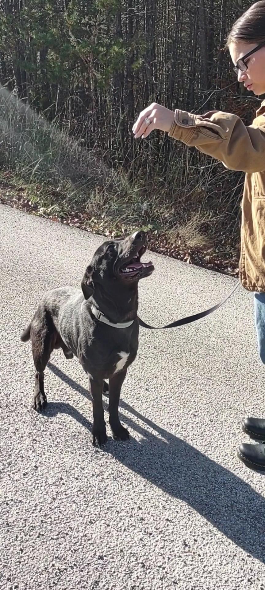Murphy, Adopted, Adult Male Black Labrador Retriever.