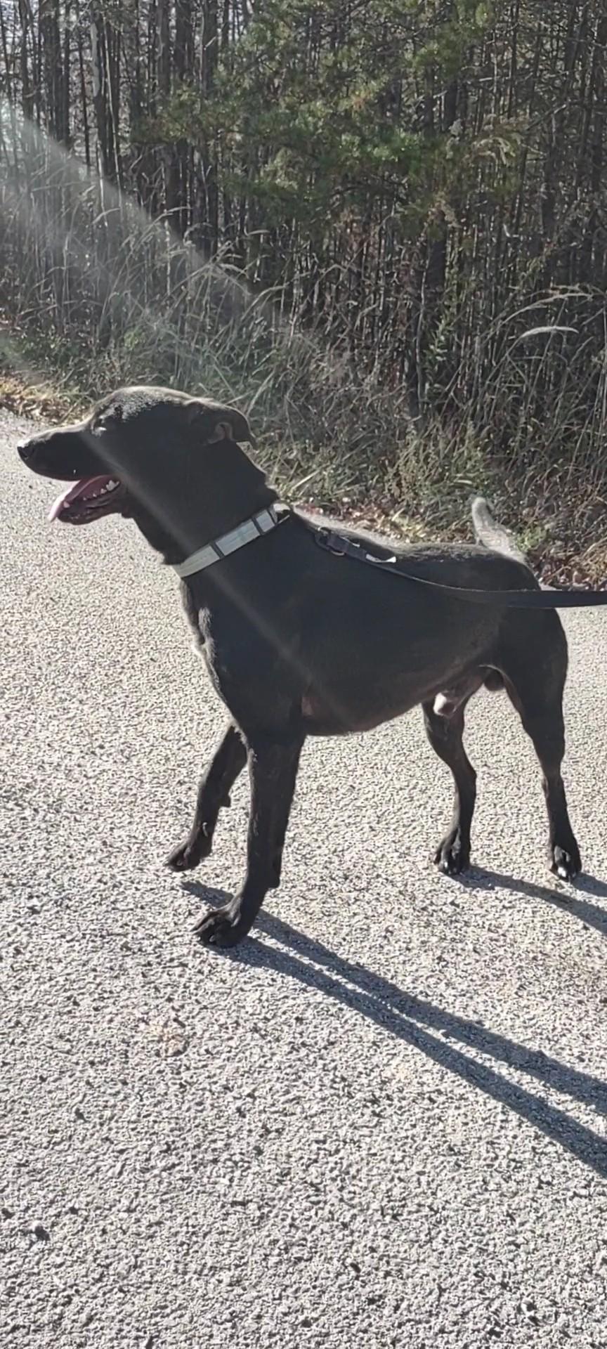 Enlarge Murphy, a Adopted mixed breed in Clay City, KY image 3/5