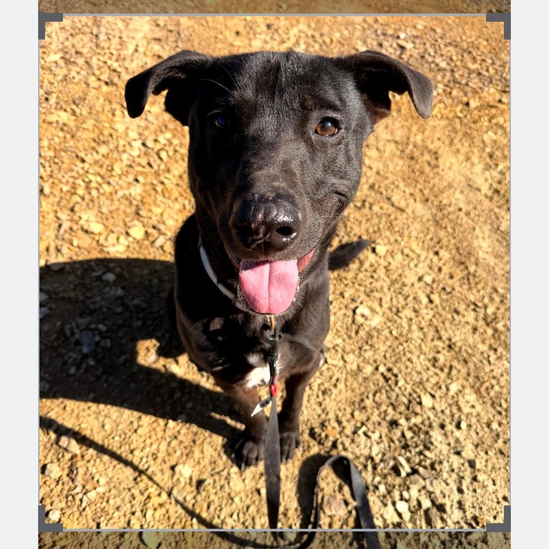 Enlarge Murphy, a Adopted mixed breed in Clay City, KY image 5/5