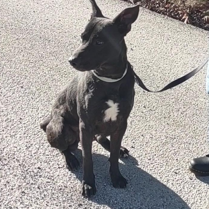 Enlarge Murphy, a Adopted mixed breed in Clay City, KY image 4/5