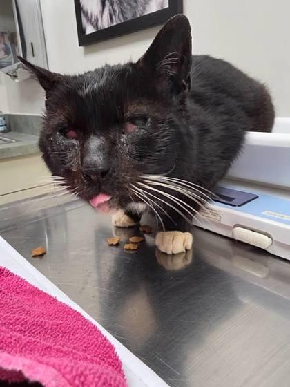 Perkins, Adoptable, Adult Male Domestic Short Hair & Domestic Short Hair.